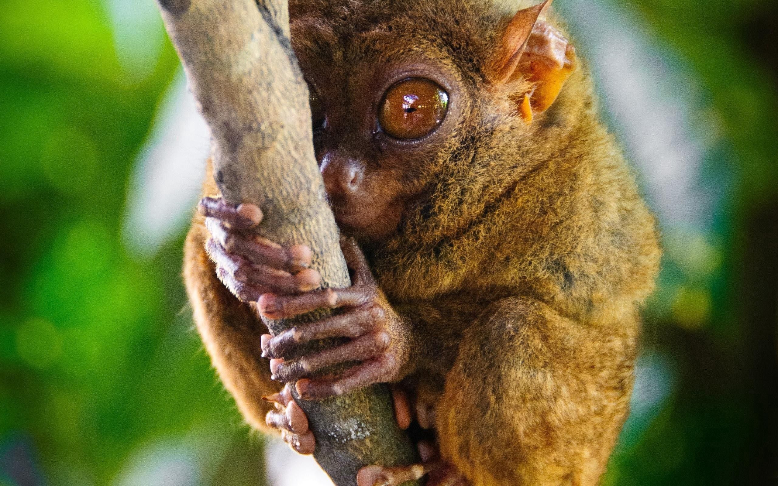 156379 télécharger le fond d'écran animaux, gros yeux, grands yeux, tarsier, genre de primates - économiseurs d'écran et images gratuitement