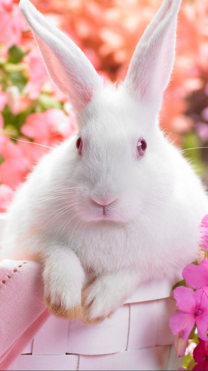1202885 Bildschirmschoner und Hintergrundbilder Kaninchen auf Ihrem Telefon. Laden Sie  Bilder kostenlos herunter