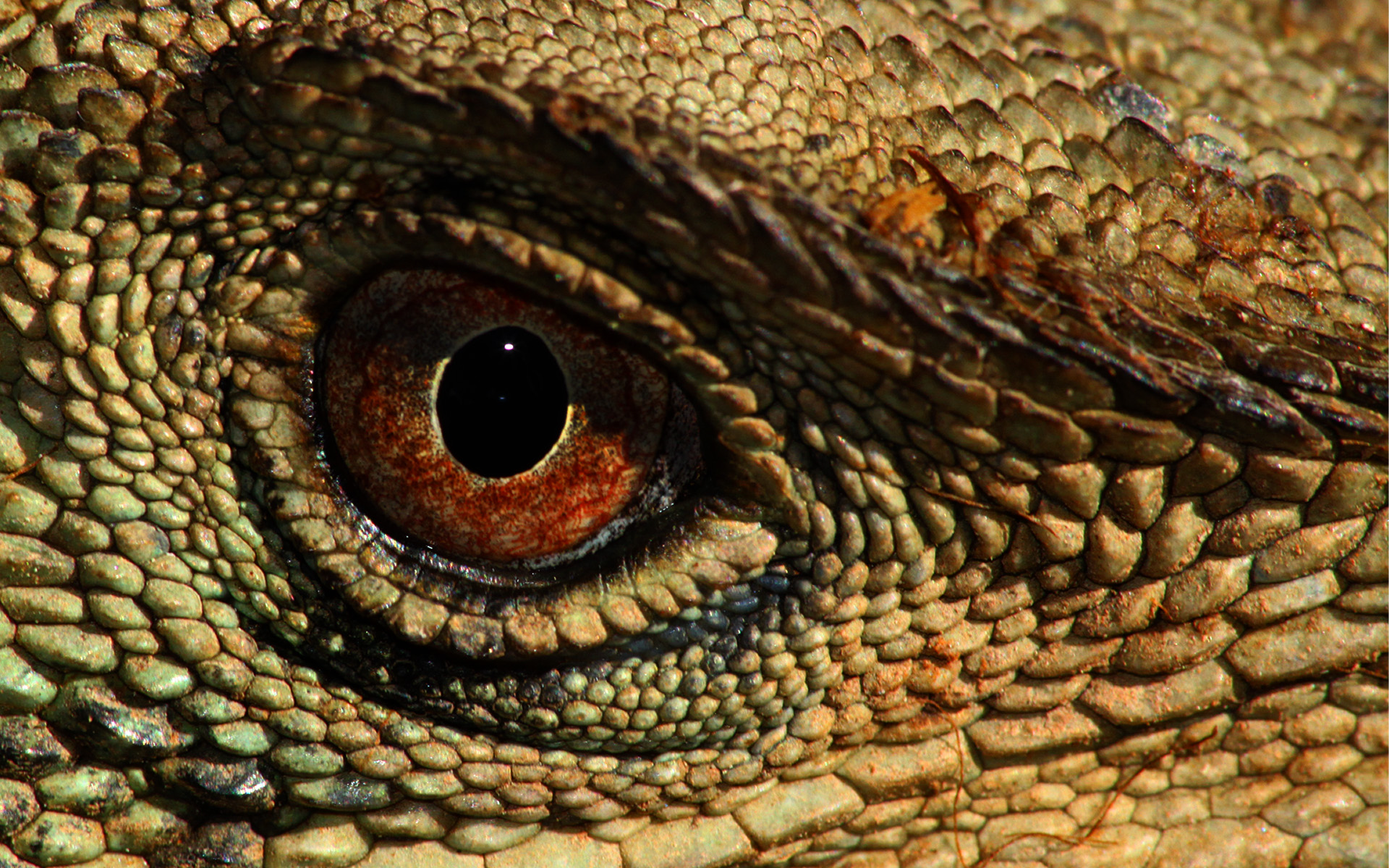 animal, eye, reptile