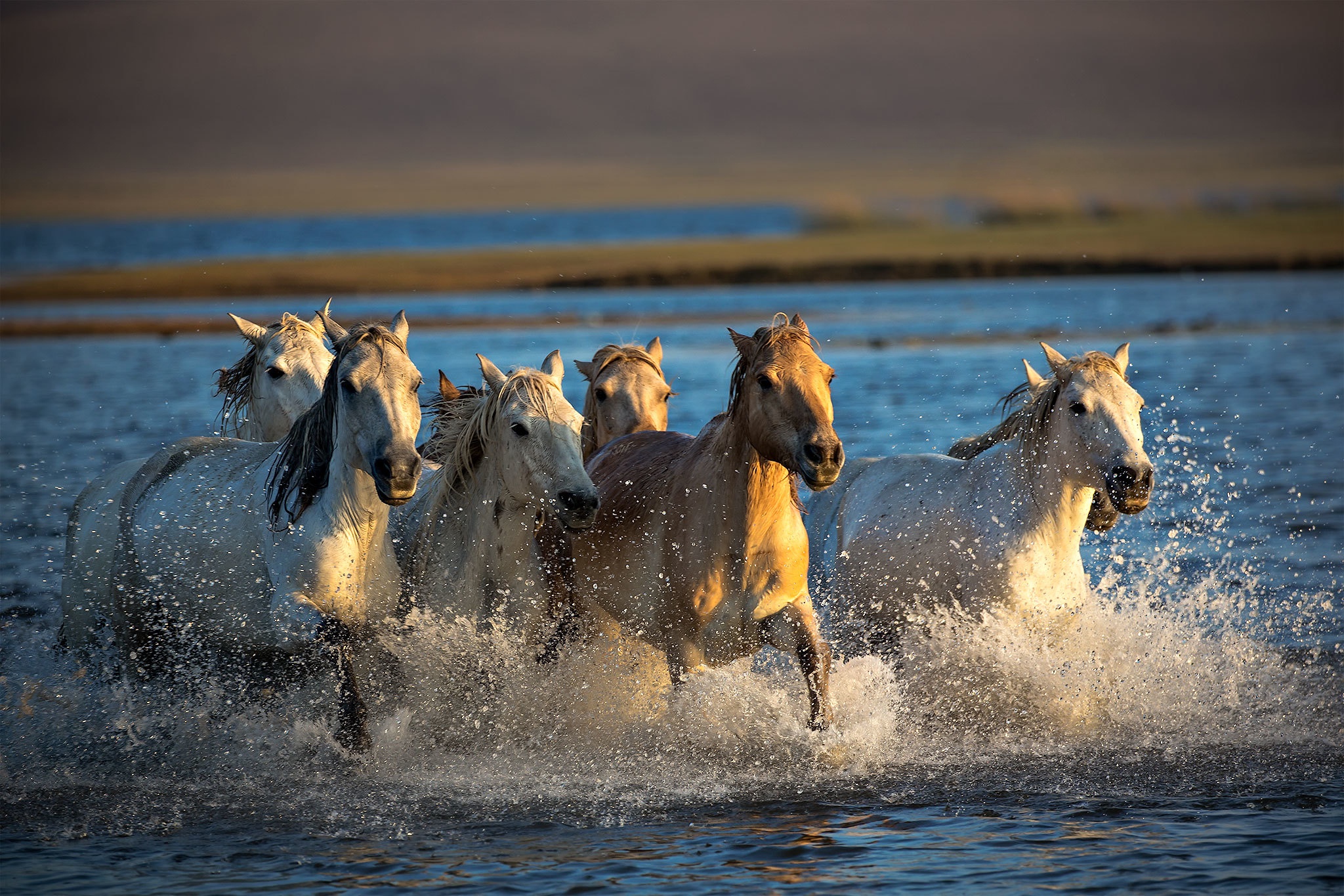 Табун лошадей в воде
