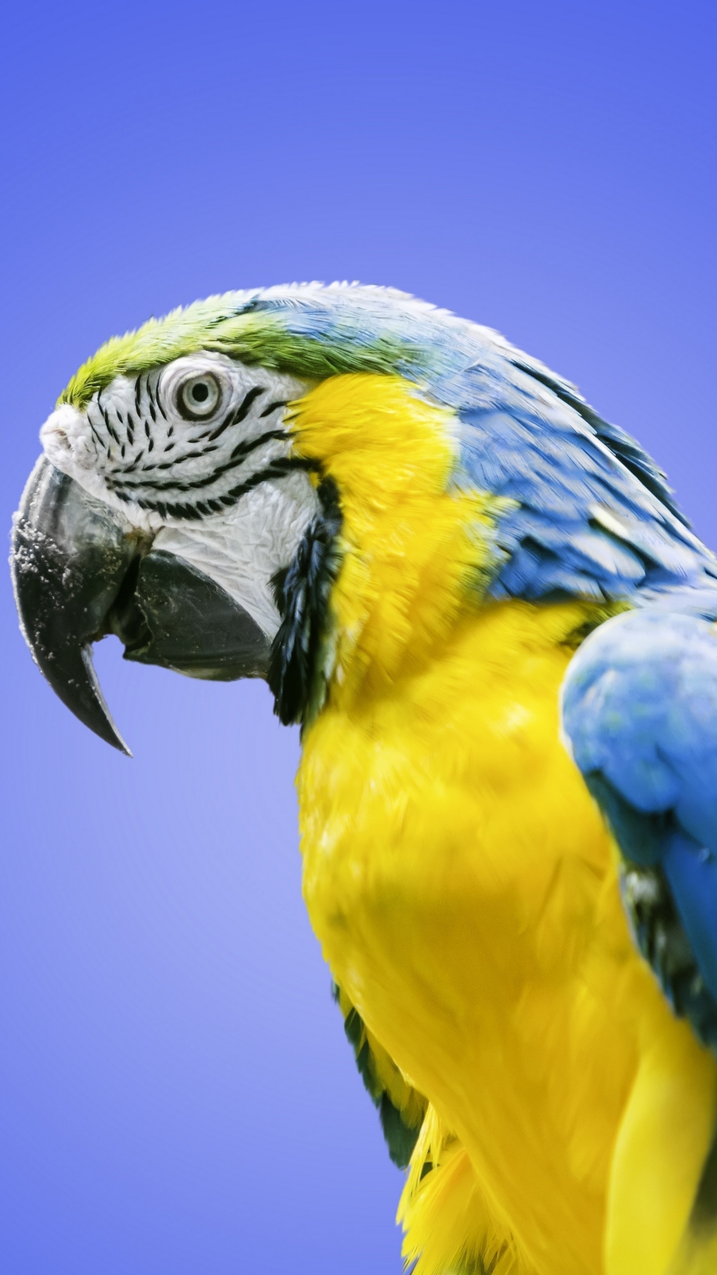 1139972 télécharger l'image animaux, ara bleu, perroquet, ara, ara (oiseau), des oiseaux - fonds d'écran et économiseurs d'écran gratuits