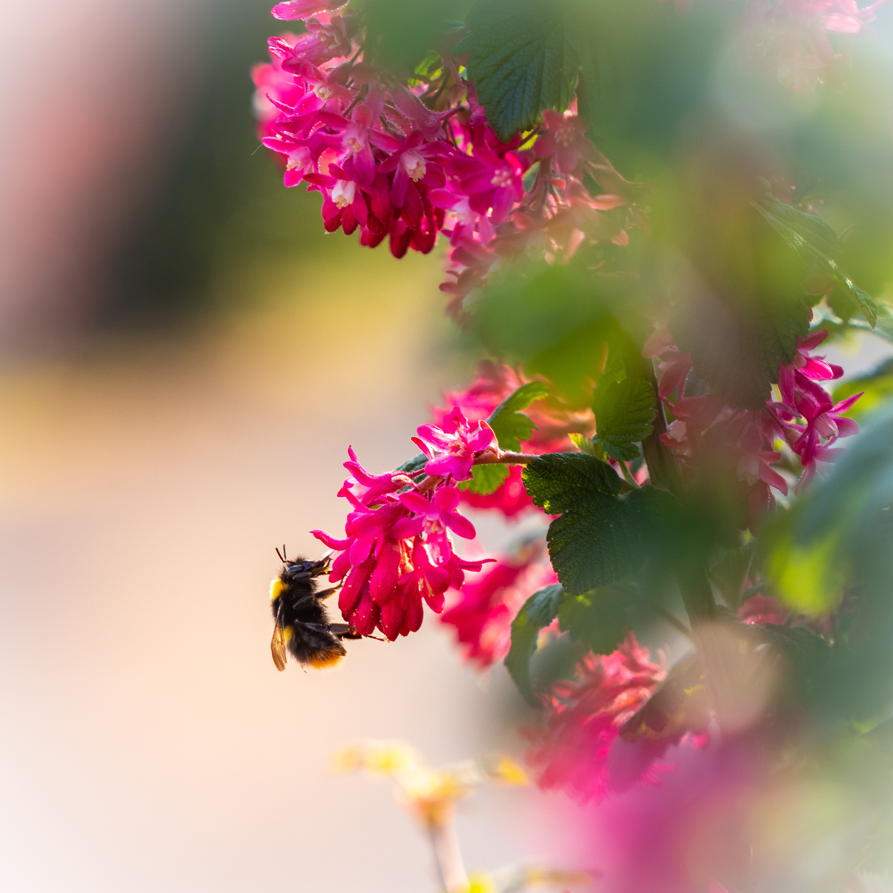 93478 baixar papel de parede flores, macro, abelha, pólen, abelhão - protetores de tela e imagens gratuitamente