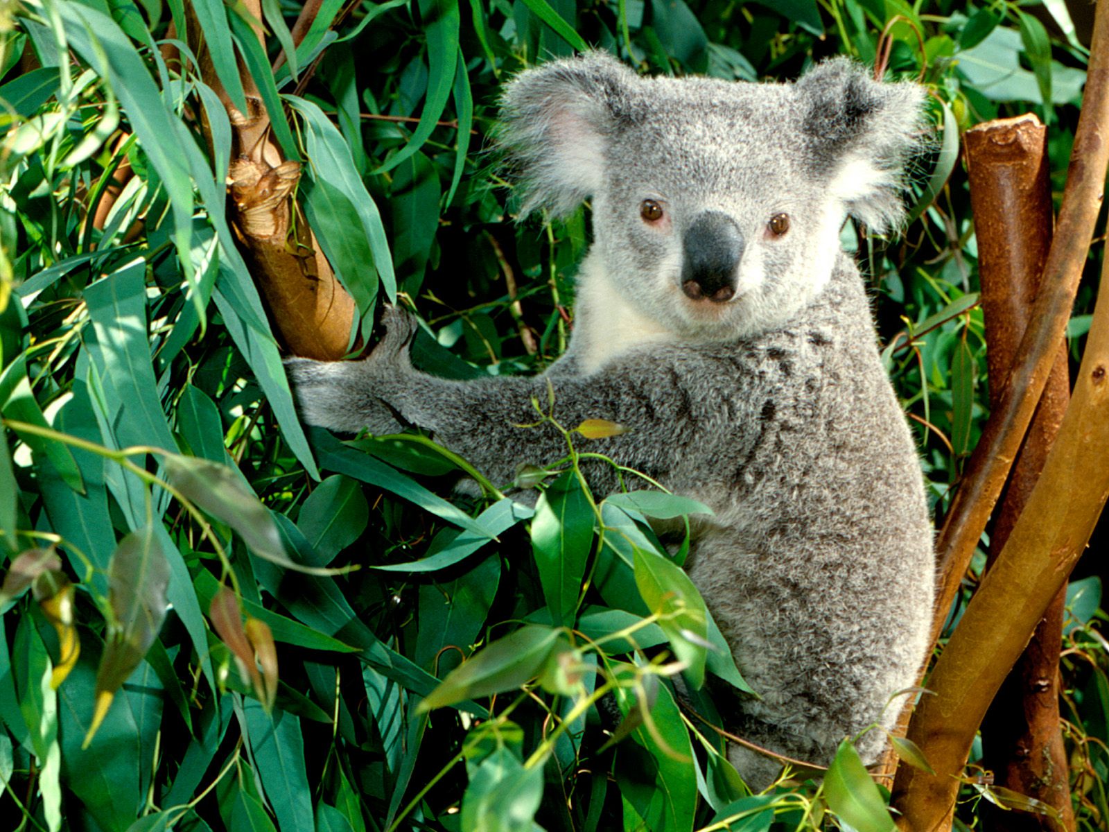 608002 завантажити шпалери тварина, коала - заставки і картинки безкоштовно