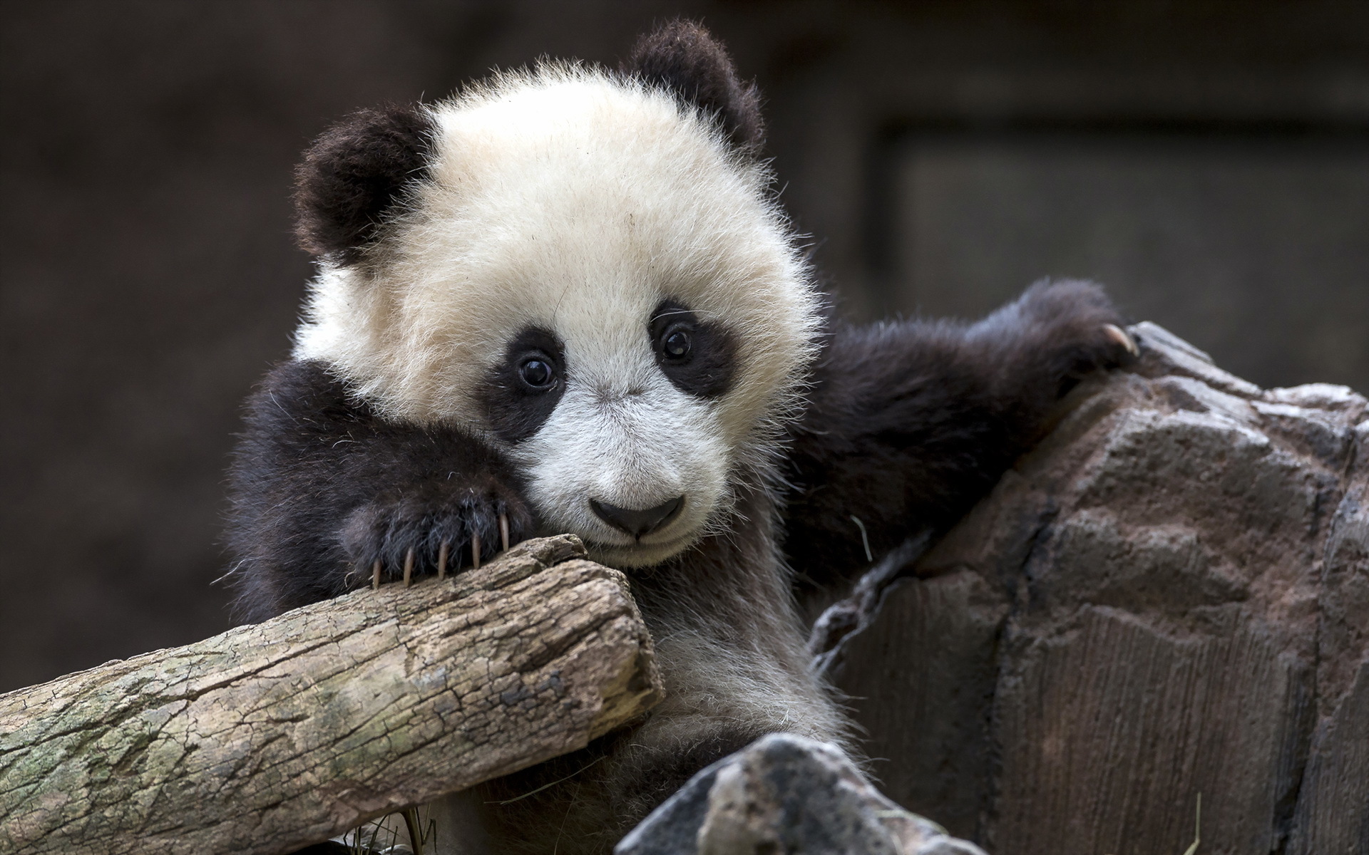 Панда грустит