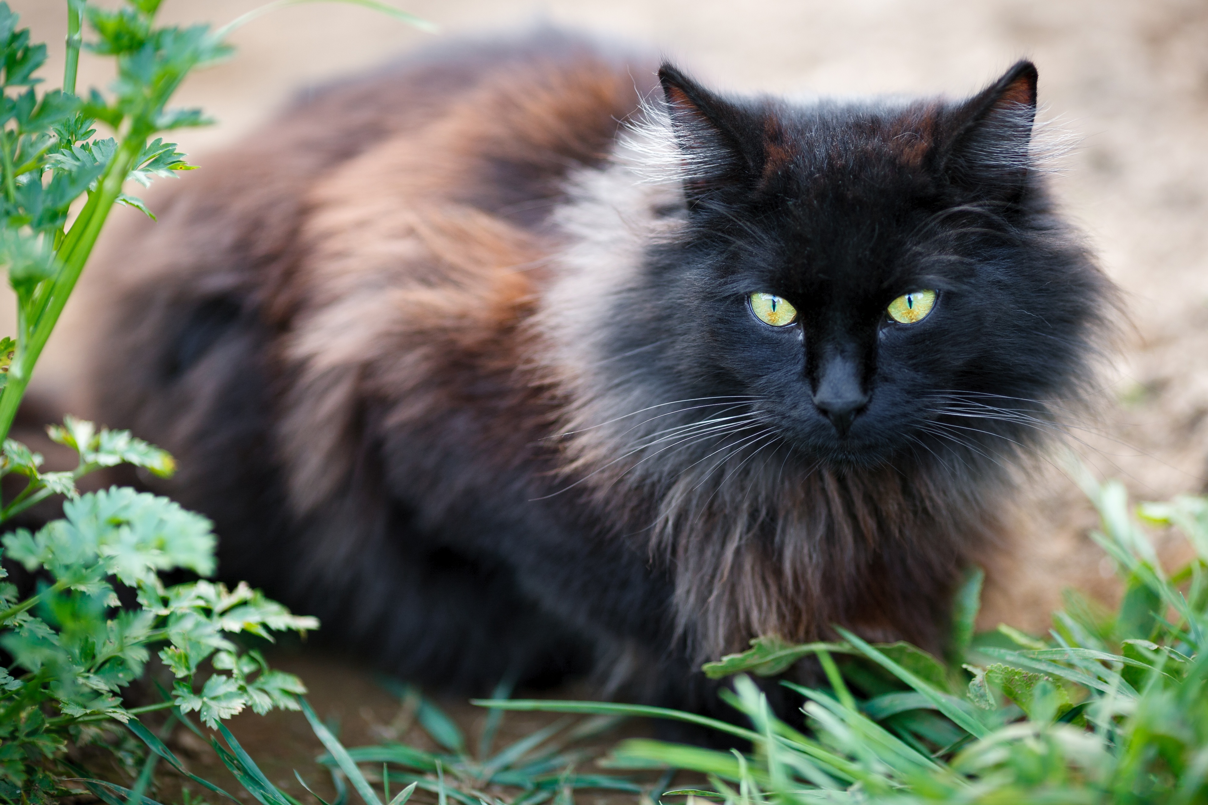 Сибирский кот черный