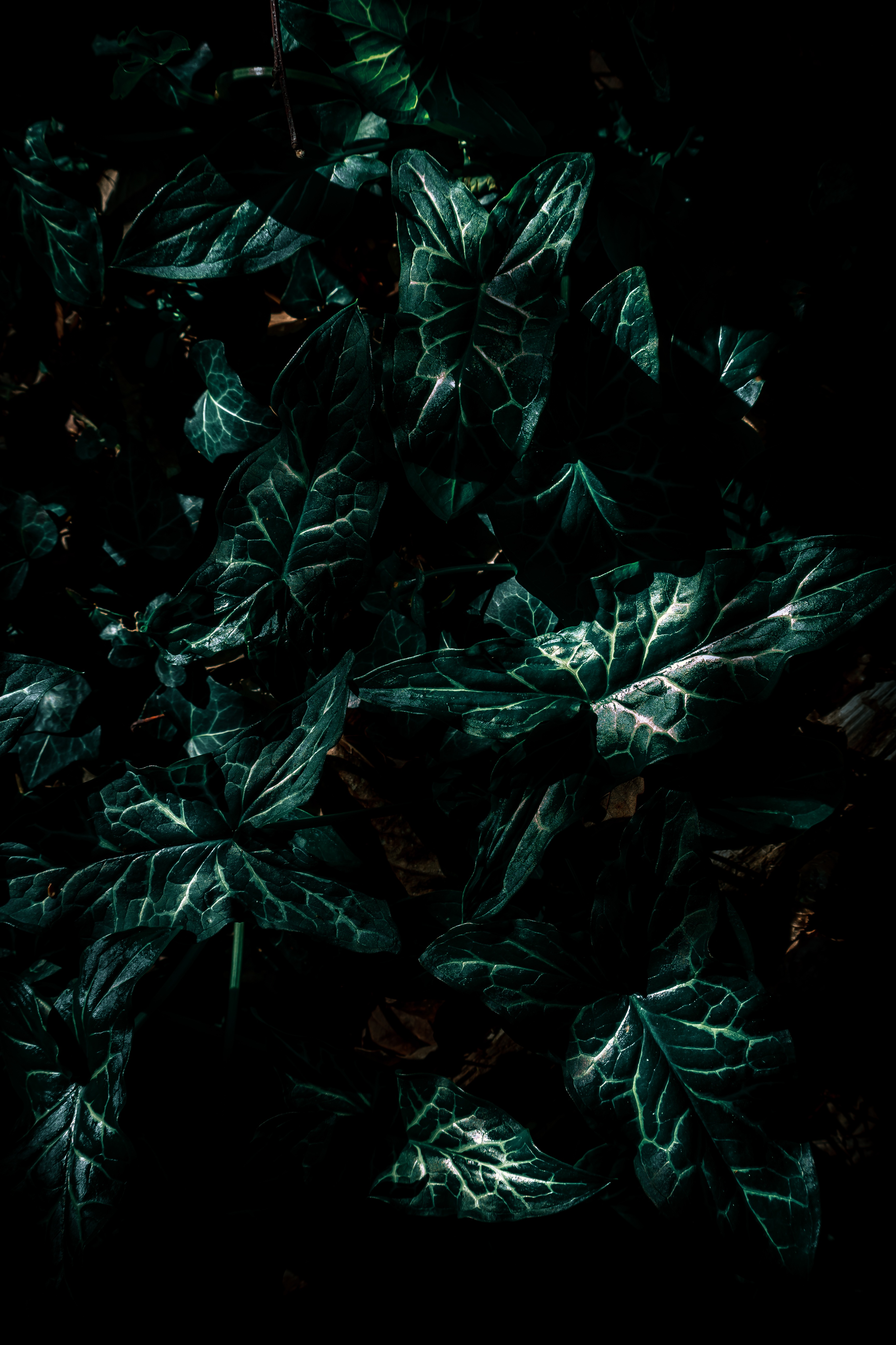 Картинка на телефон вертикальная темная. Темно зеленые листья. Темно зеленые обои. Темные листья. Темные зеленые листья.
