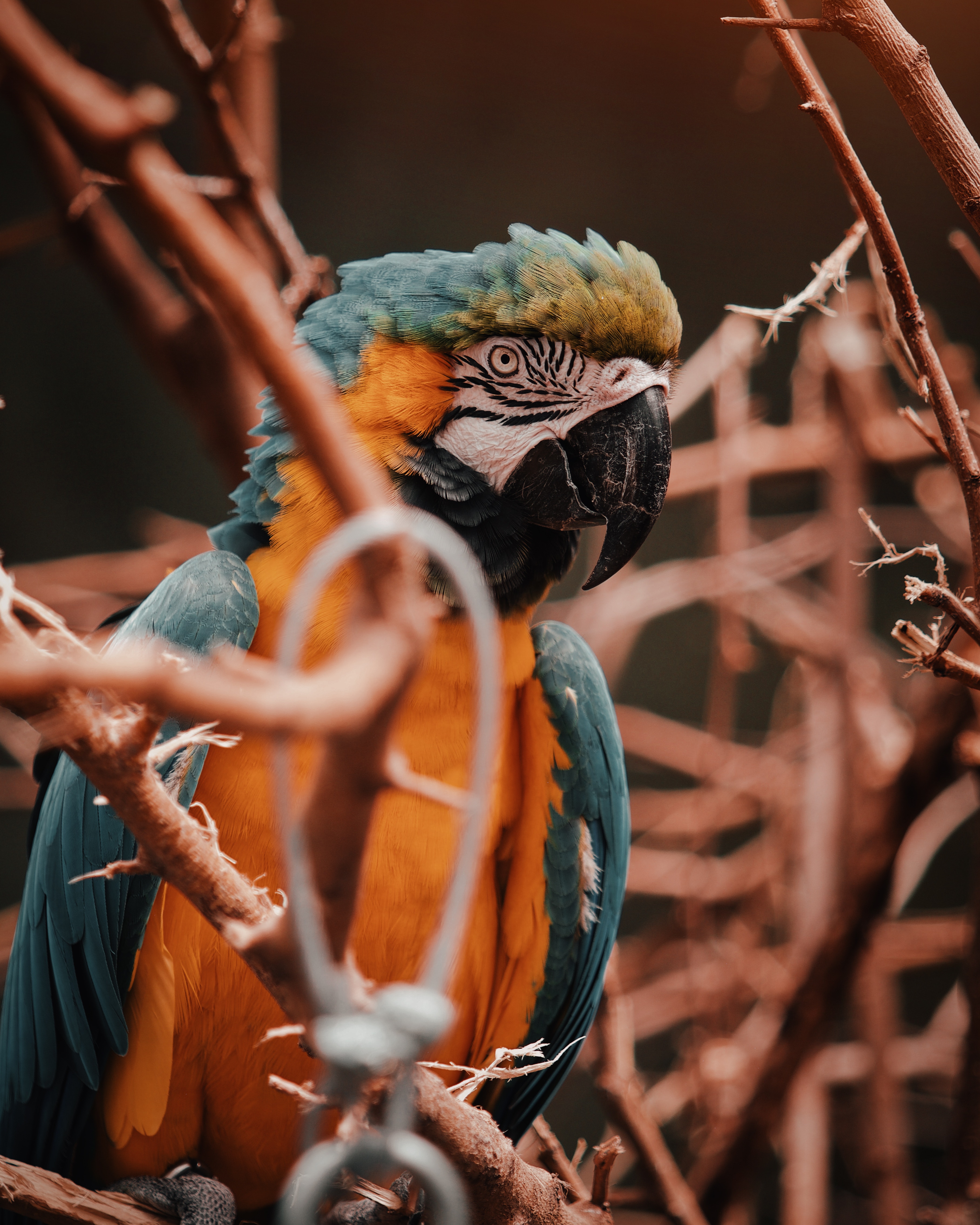 Download mobile wallpaper Branches, Animals, Motley, Multicolored, Bird, Macaw, Parrots for free.
