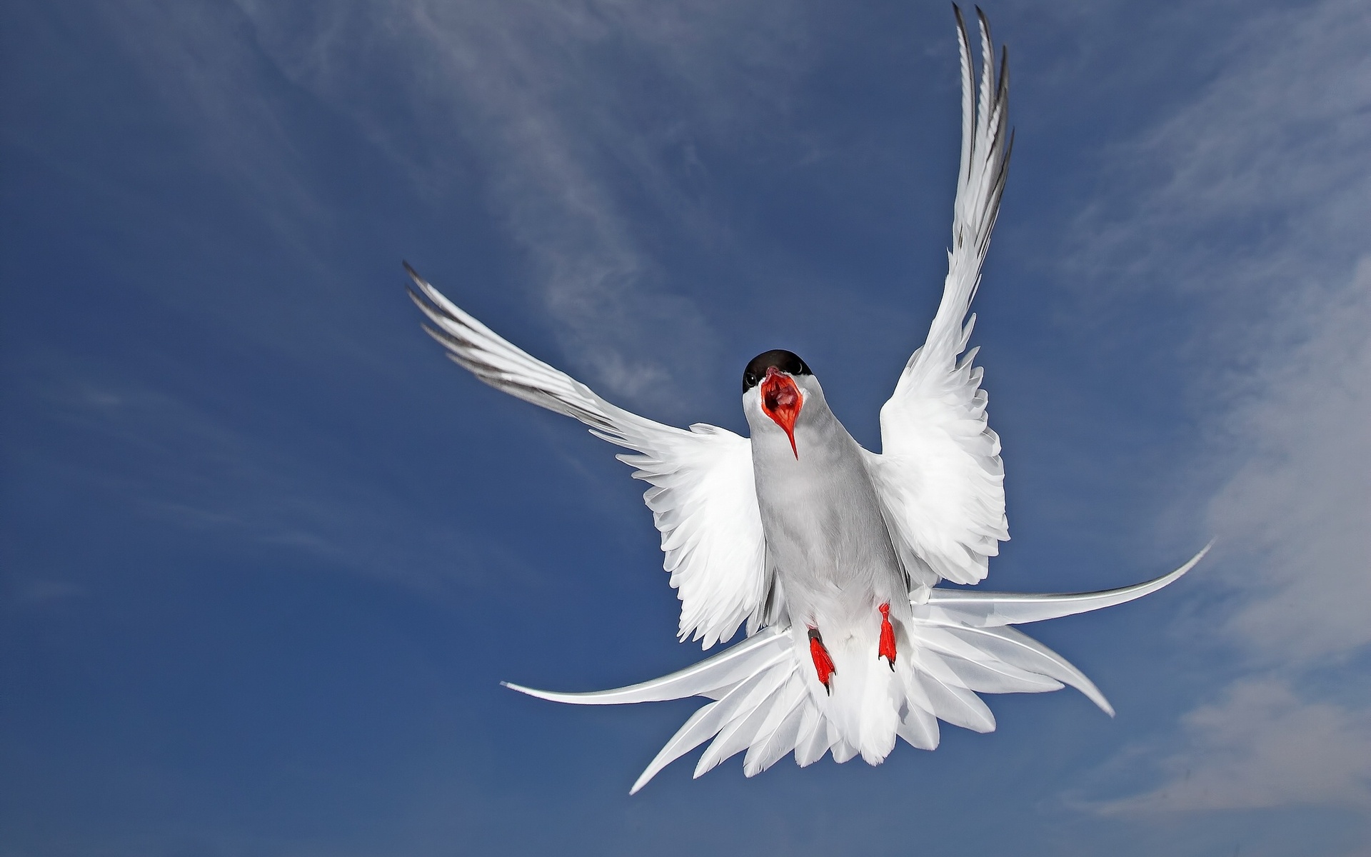 33777 Bild herunterladen tiere, vögel, seagulls, blau - Hintergrundbilder und Bildschirmschoner kostenlos