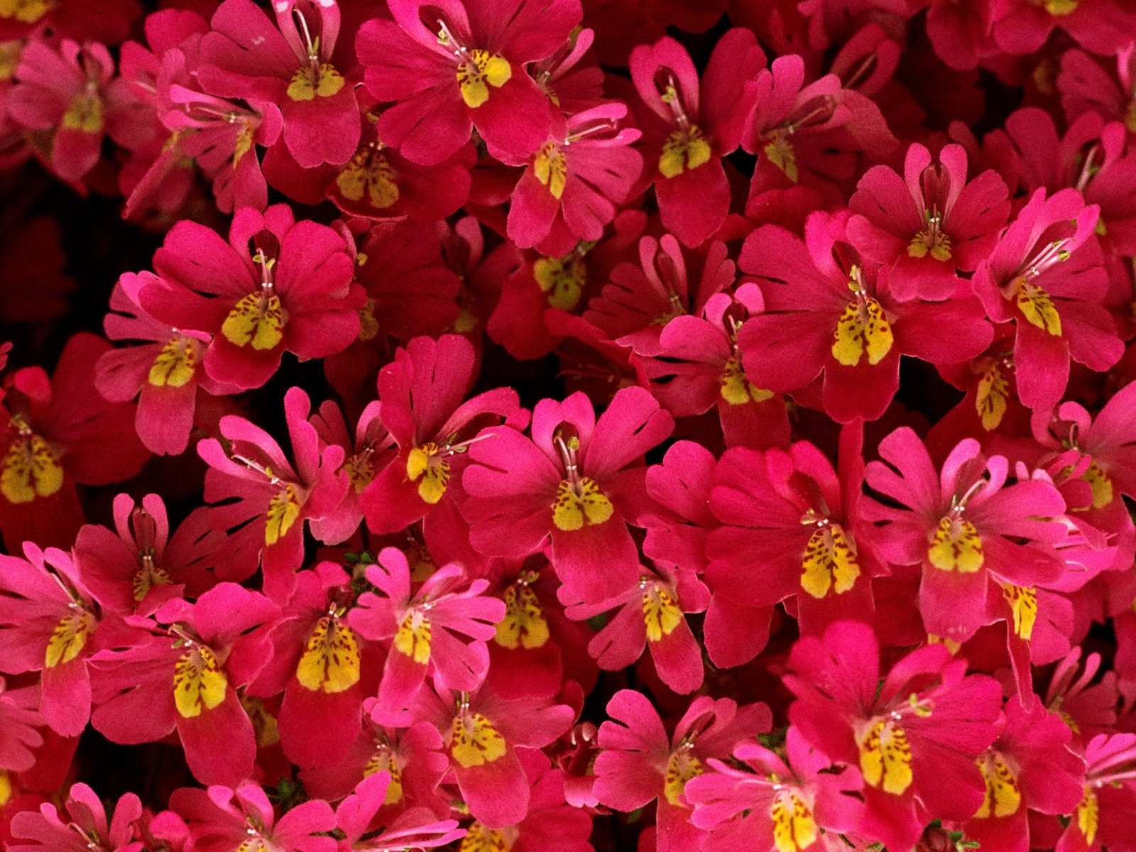 Handy-Wallpaper Blumen, Hintergrund, Pflanzen kostenlos herunterladen.