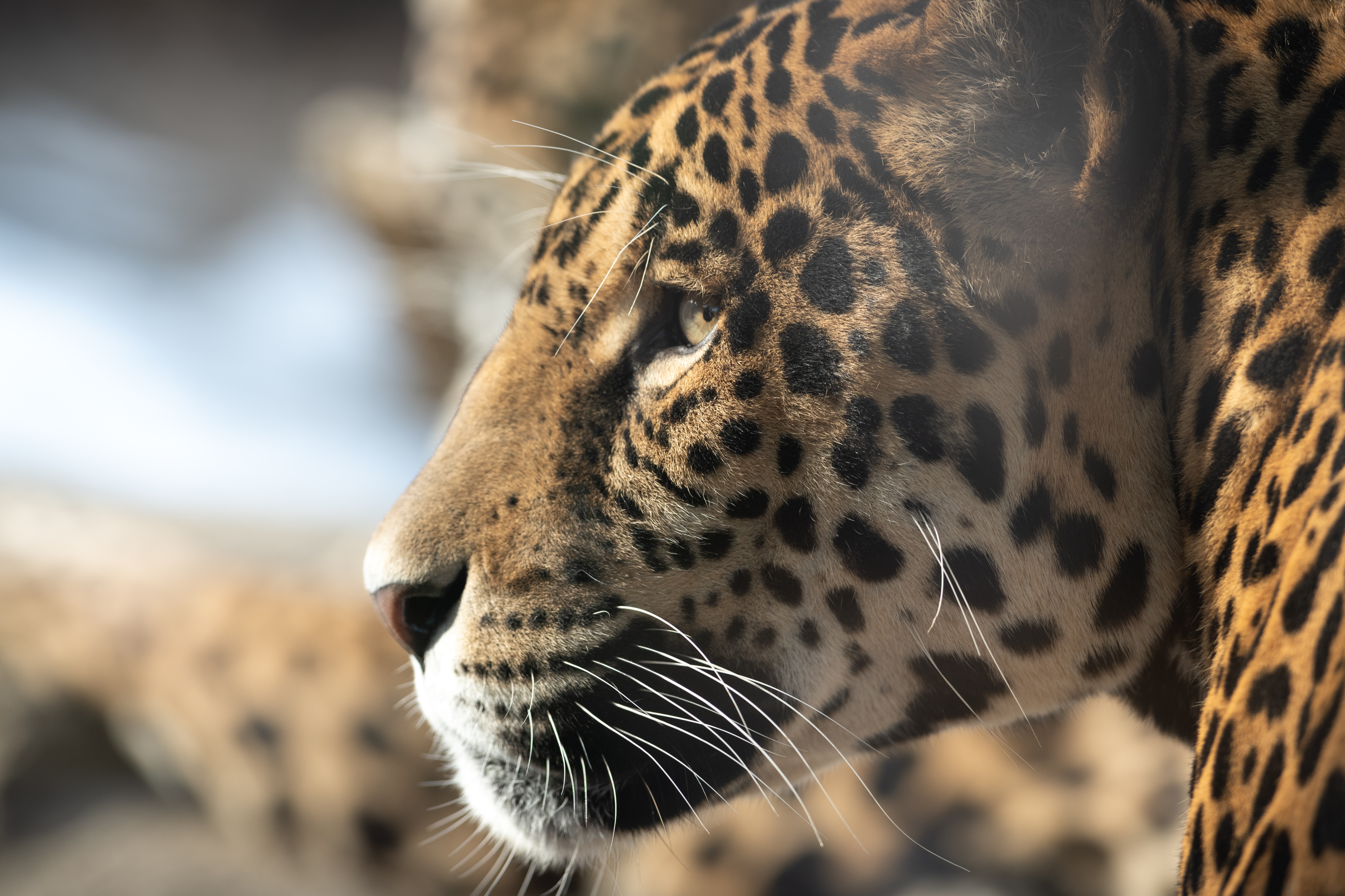 Laden Sie das Jaguar, Große Katze, Meinung, Profil, Schnauze, Sicht, Tiere, Big Cat-Bild kostenlos auf Ihren PC-Desktop herunter