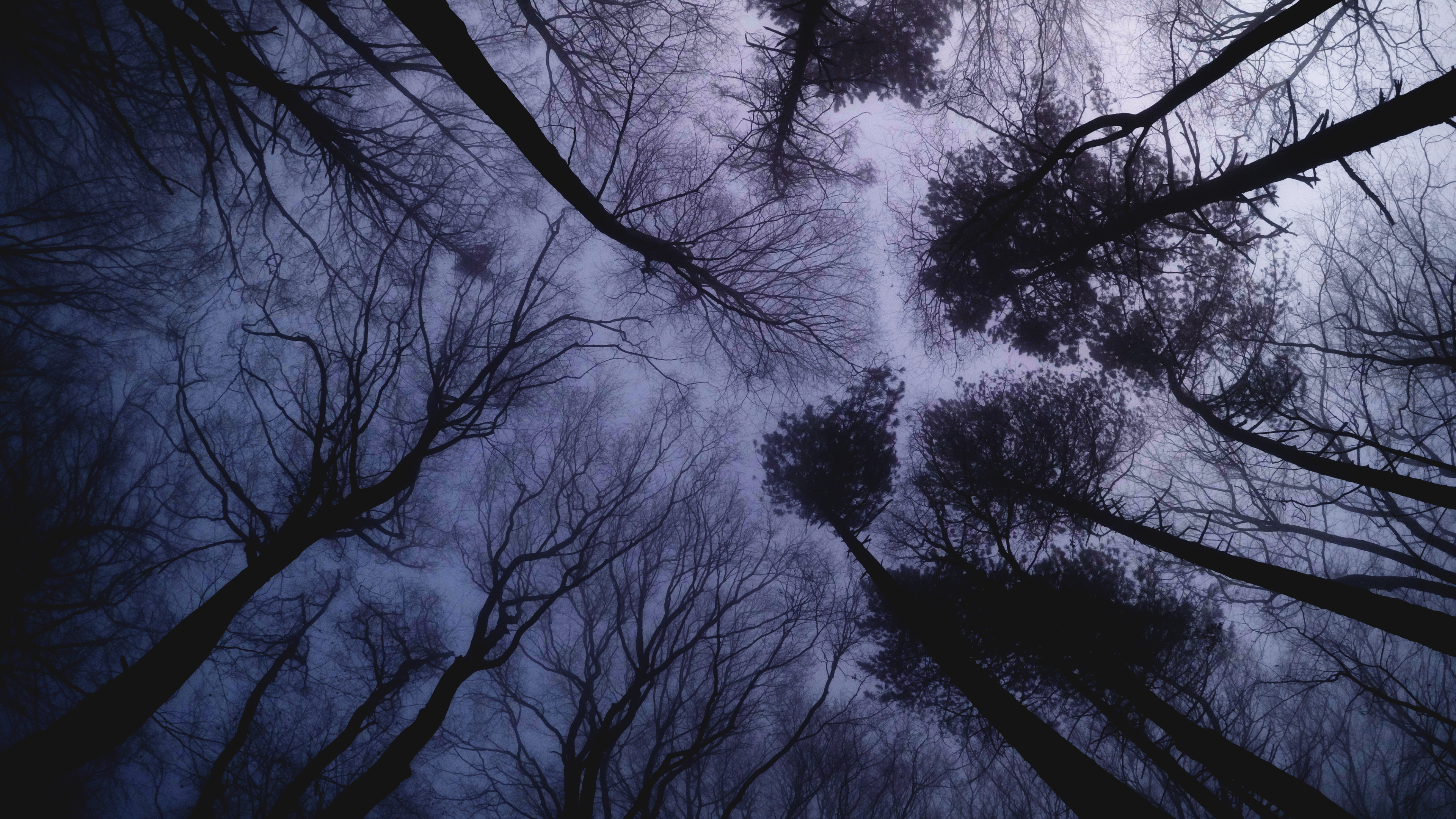 Кроны деревьев лес туман Луна