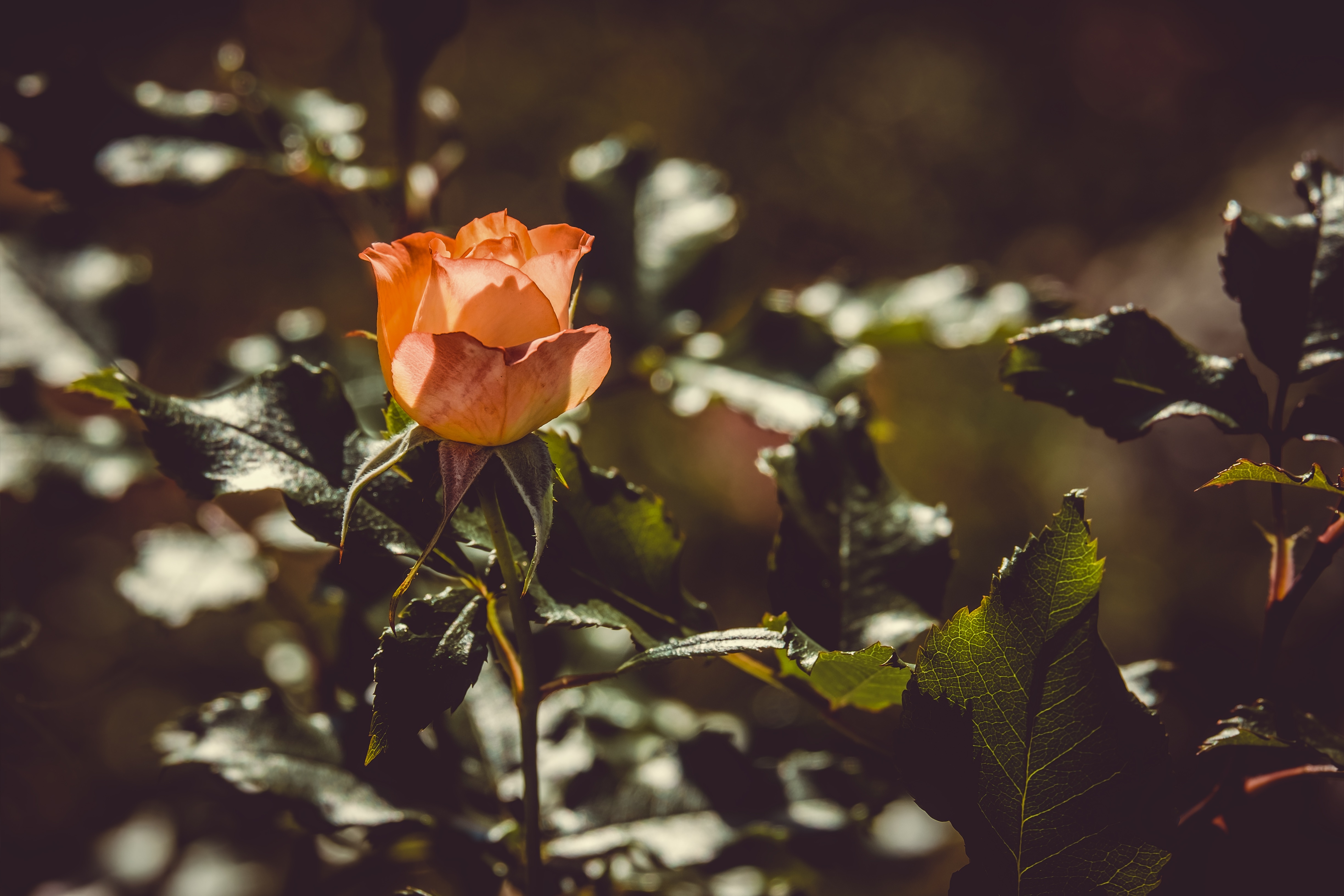 rose, rose flower, flowers, bush, bud, sunlight HD wallpaper
