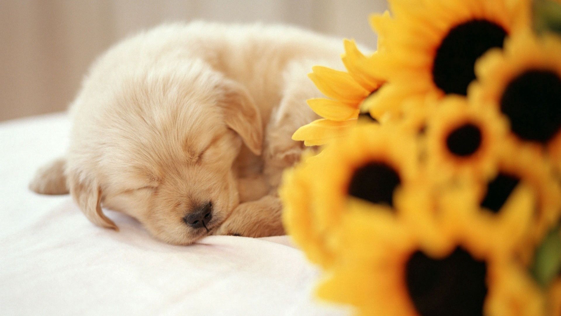 Download mobile wallpaper Sleep, Animals, Dream, Puppy, Bouquet, Sweet, Flowers for free.