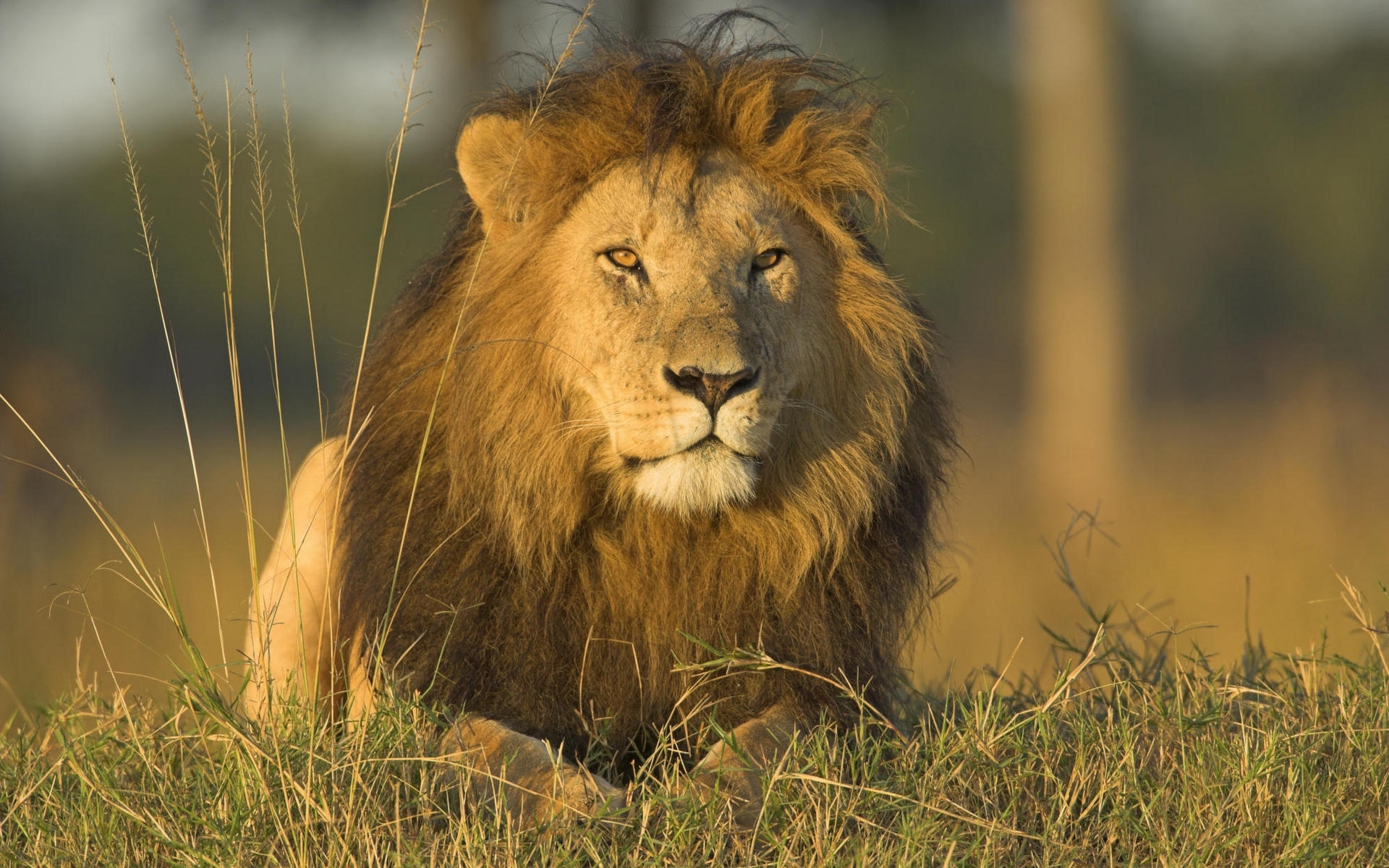 46376 descargar fondo de pantalla leones, animales, amarillo: protectores de pantalla e imágenes gratis