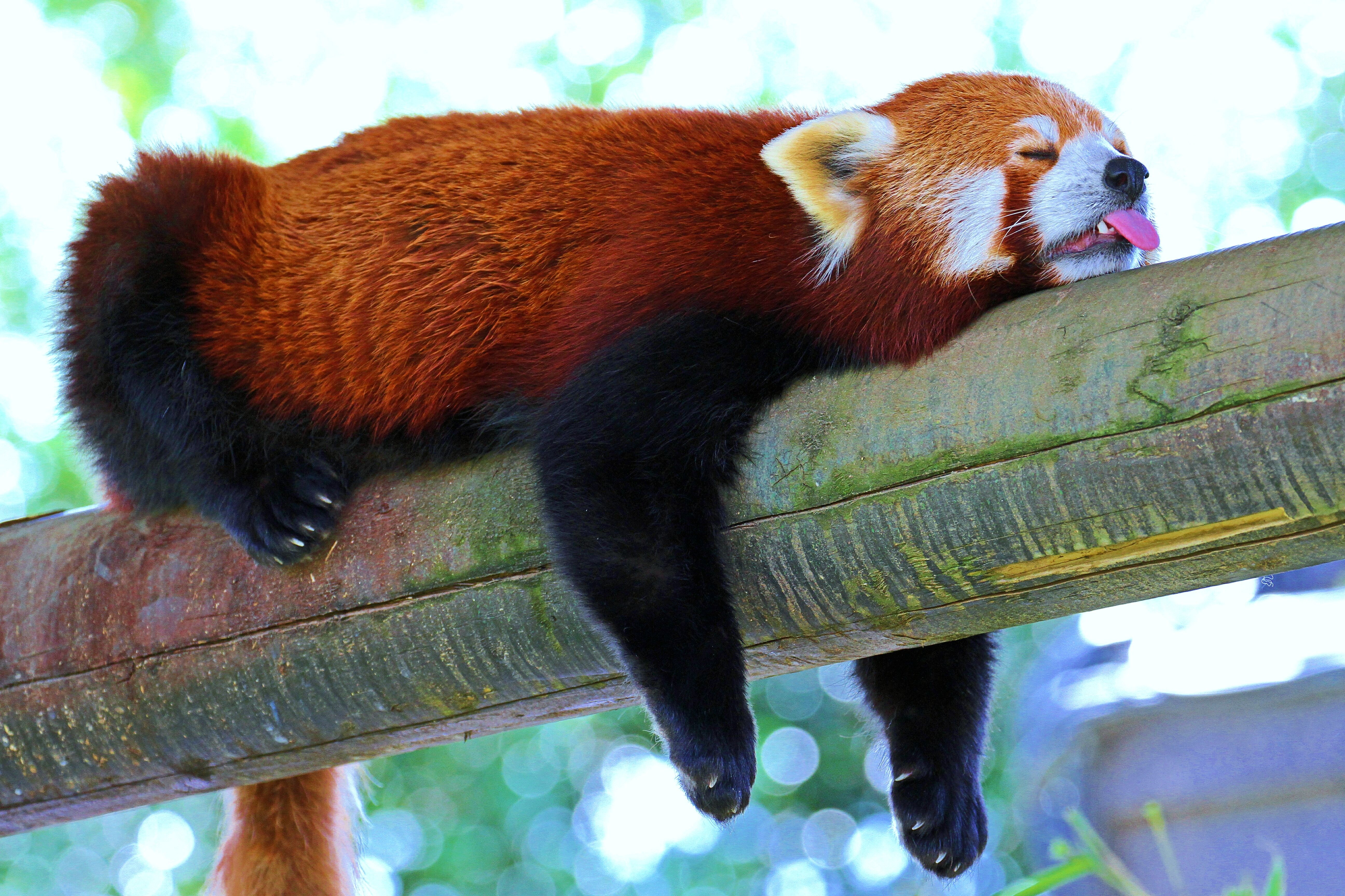 animals, branch, relaxation, rest, sleep, dream, panda, red panda, little panda, small panda