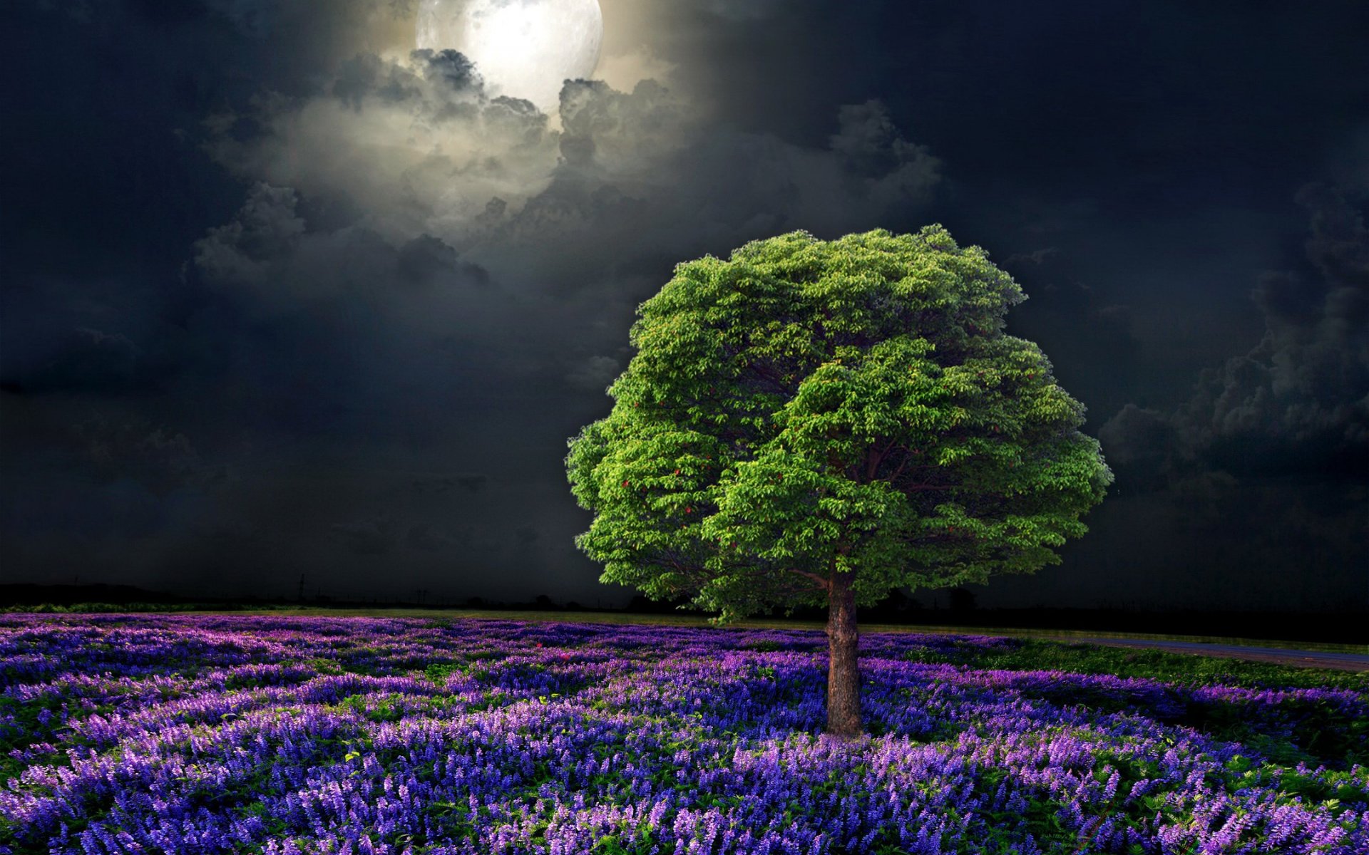 Красивое дерево ночью