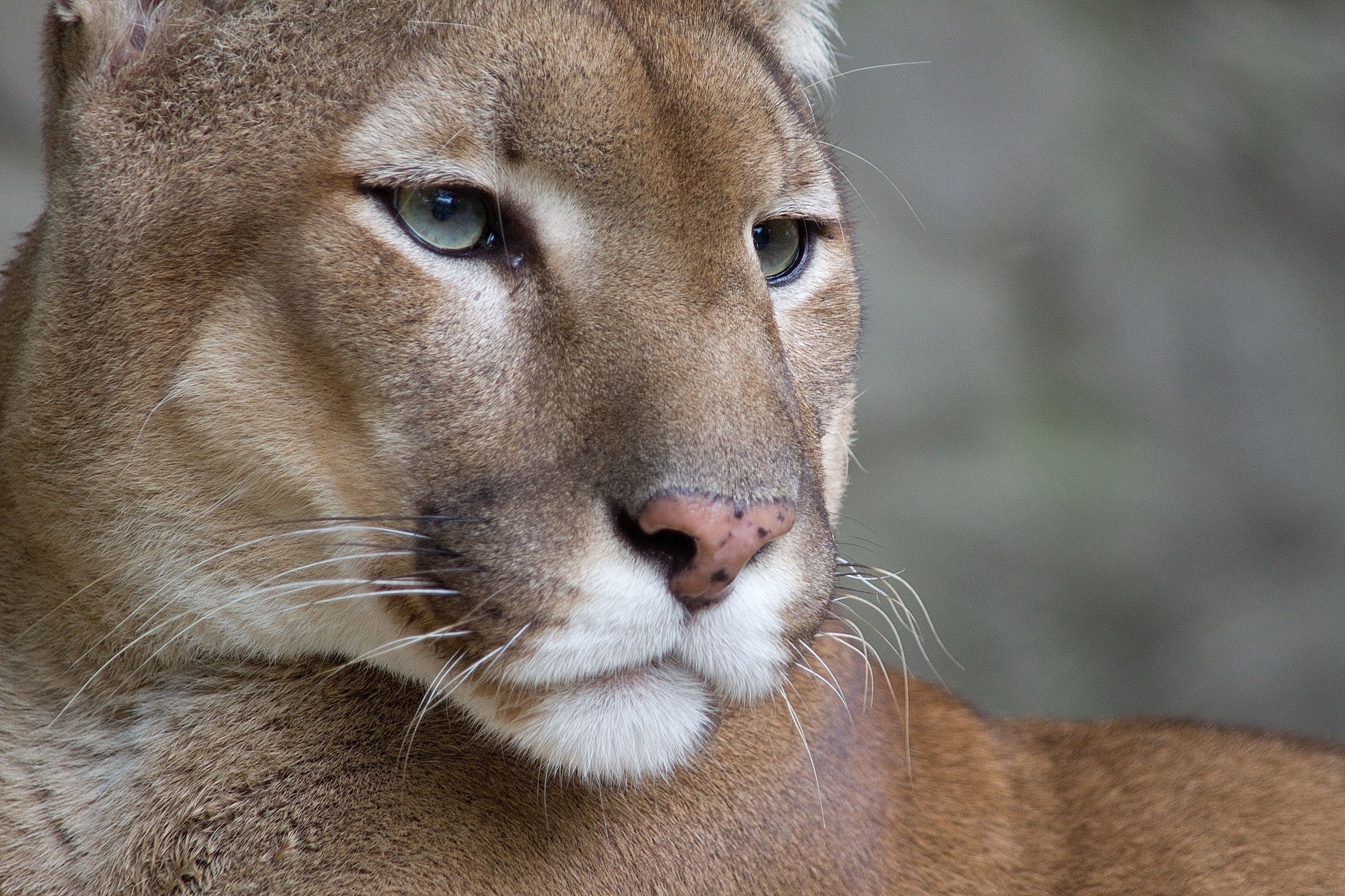 Laden Sie das Puma, Meinung, Sicht, Raubtier, Predator, Tiere-Bild kostenlos auf Ihren PC-Desktop herunter