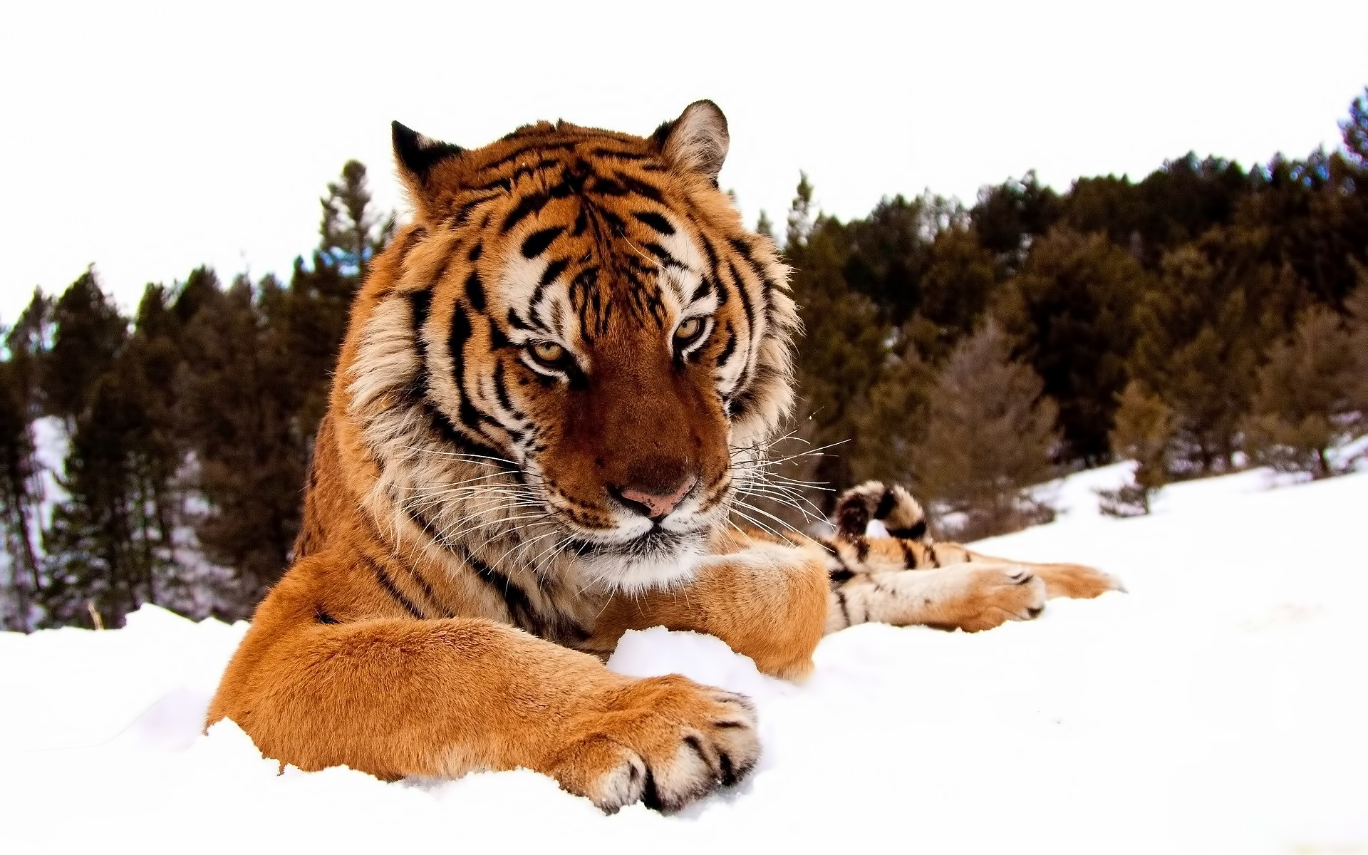 tigers, animals, orange