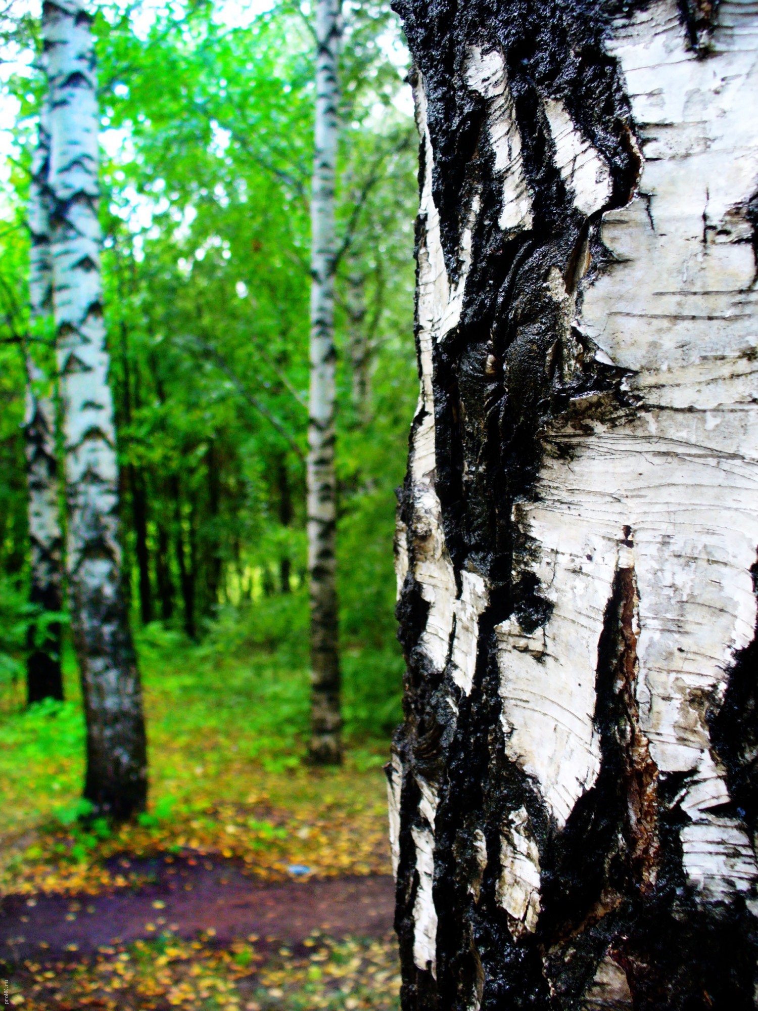 landscape, trees, birches cellphone