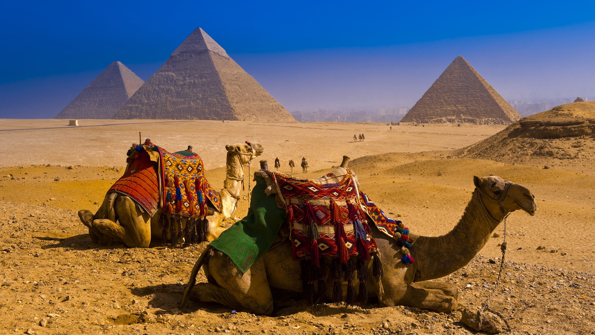 537926 免費下載壁紙 动物, 骆驼 屏保和圖片