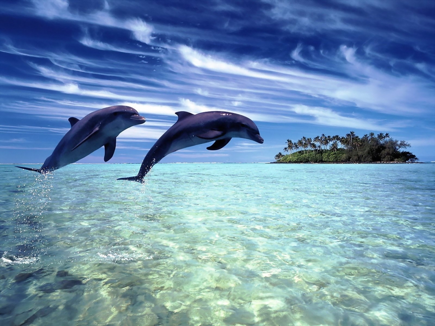 49191 скачать обои дельфины, животные - заставки и картинки бесплатно