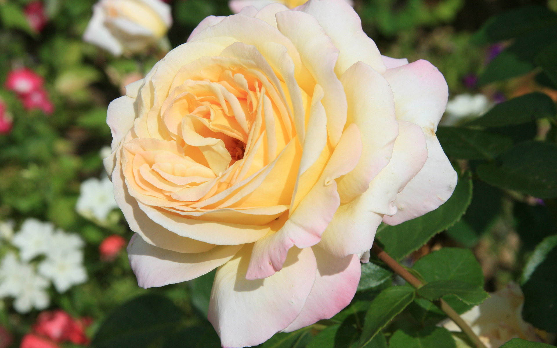Белые розы на клумбе картинки красивые