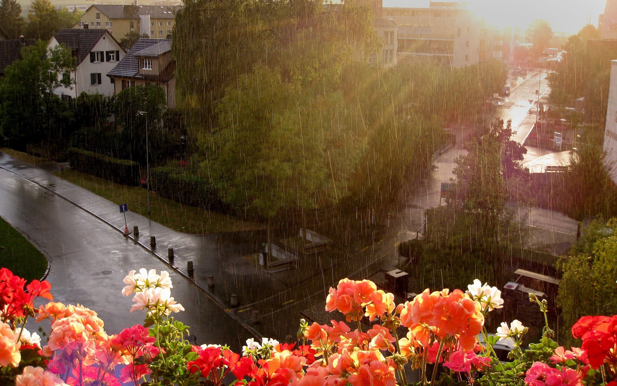 nature, flowers, rain, wet, height, street, balcony, shower, downpour 1080p