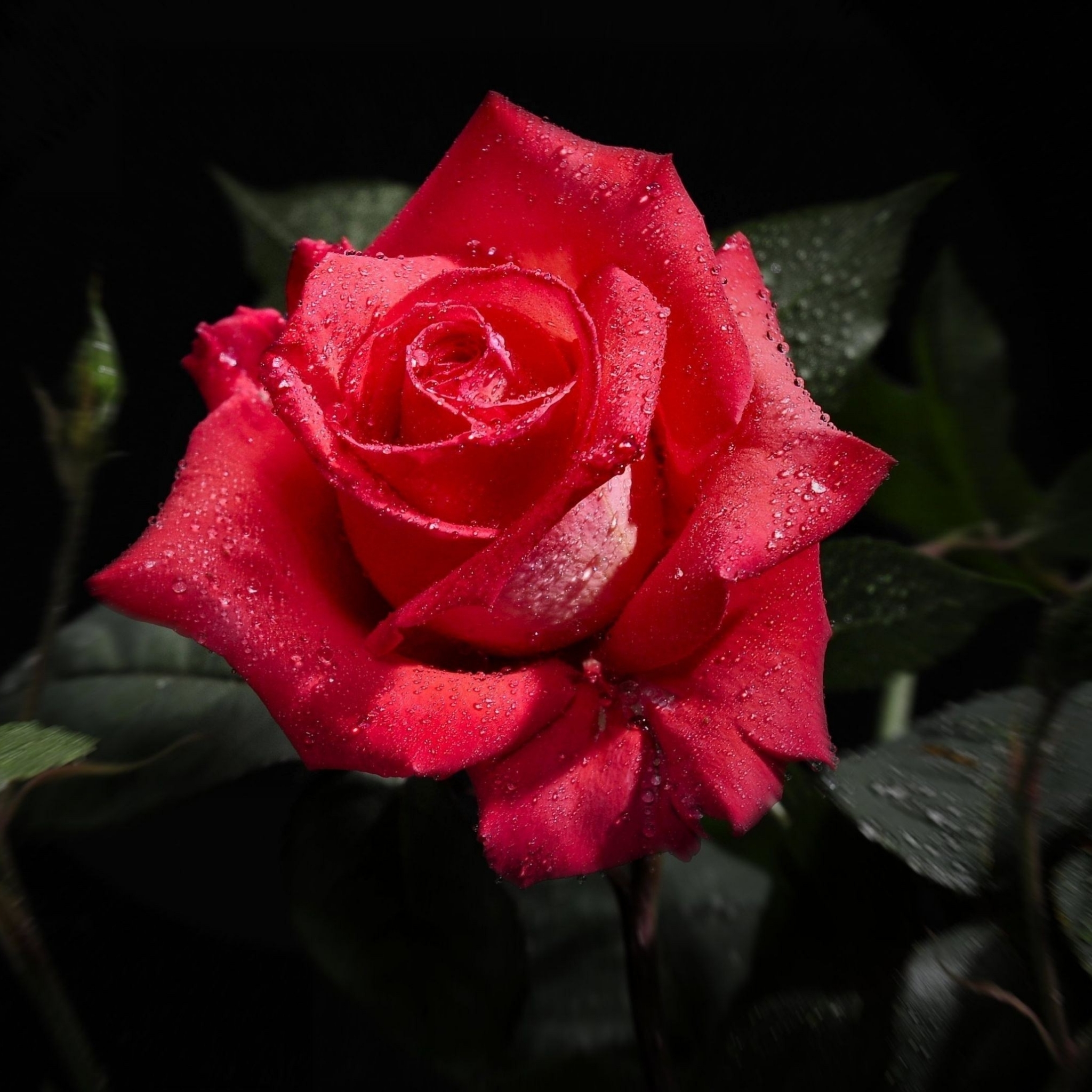цветы фото розы гифки красивые