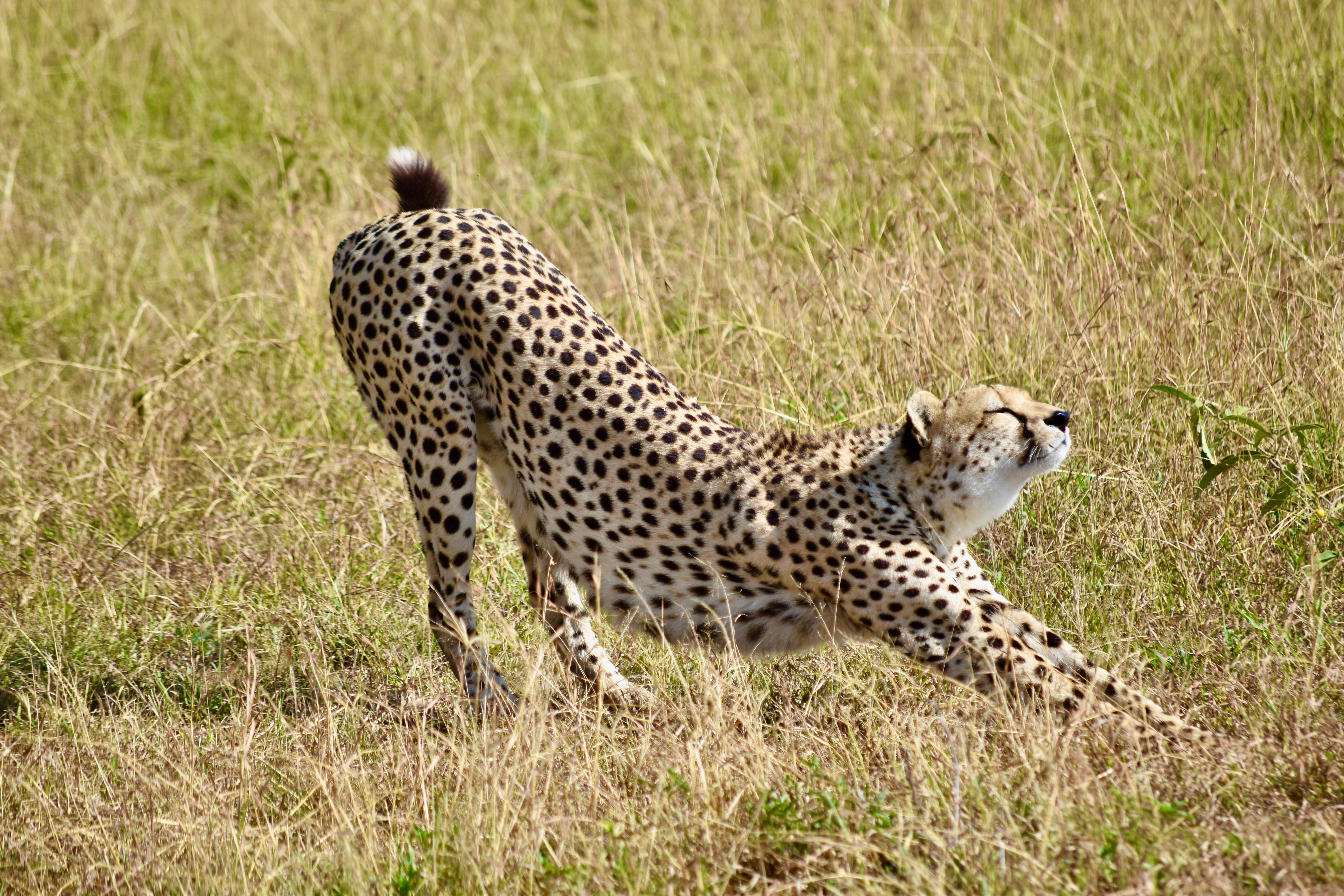 Descarga gratis la imagen Guepardo, Hierba, Leopardo, Gato Grande, Depredador, Animales en el escritorio de tu PC