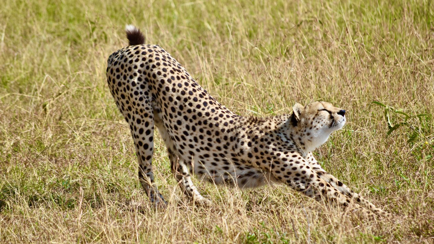 Gepard. Южноафриканский гепард. Сахарский гепард. Гепард меланист. Степной гепард.