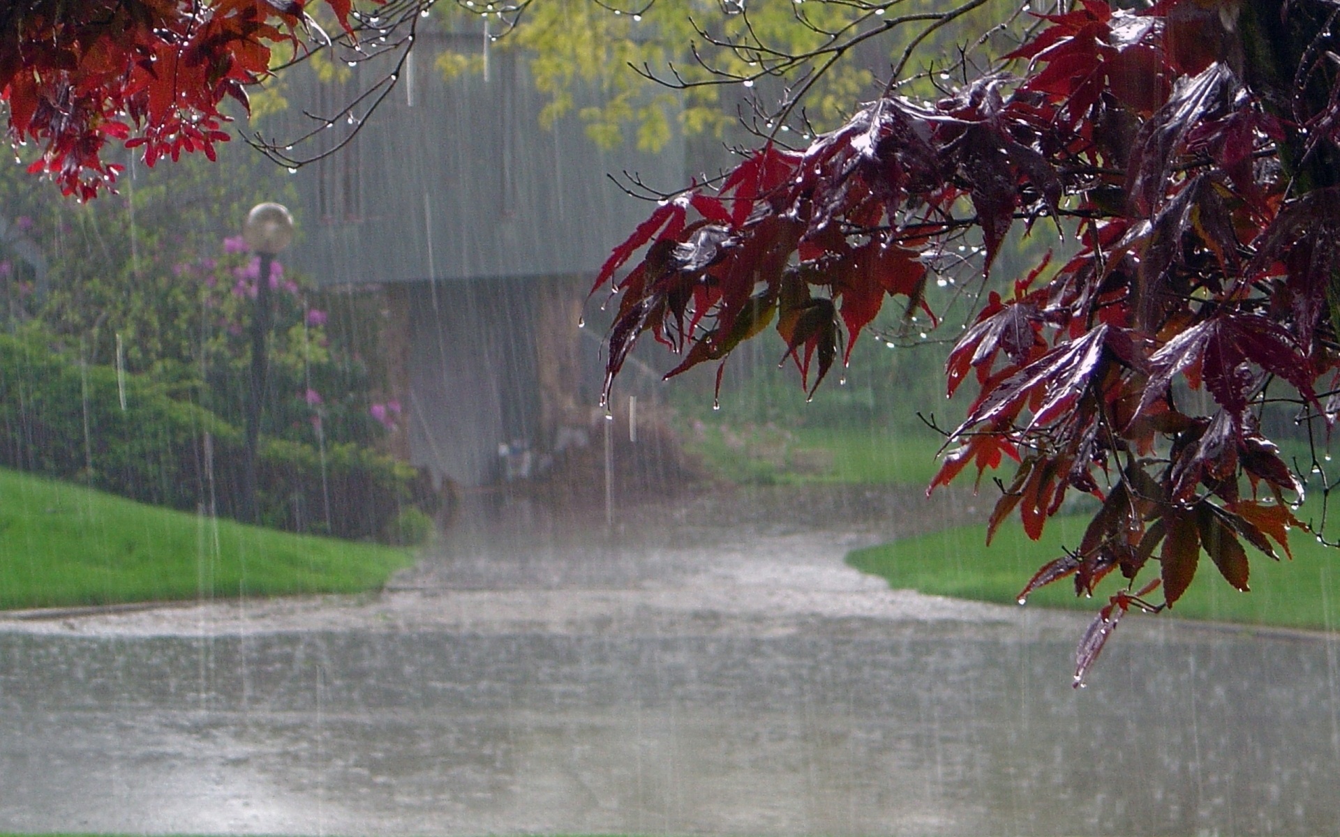 rain, photography, fall phone background