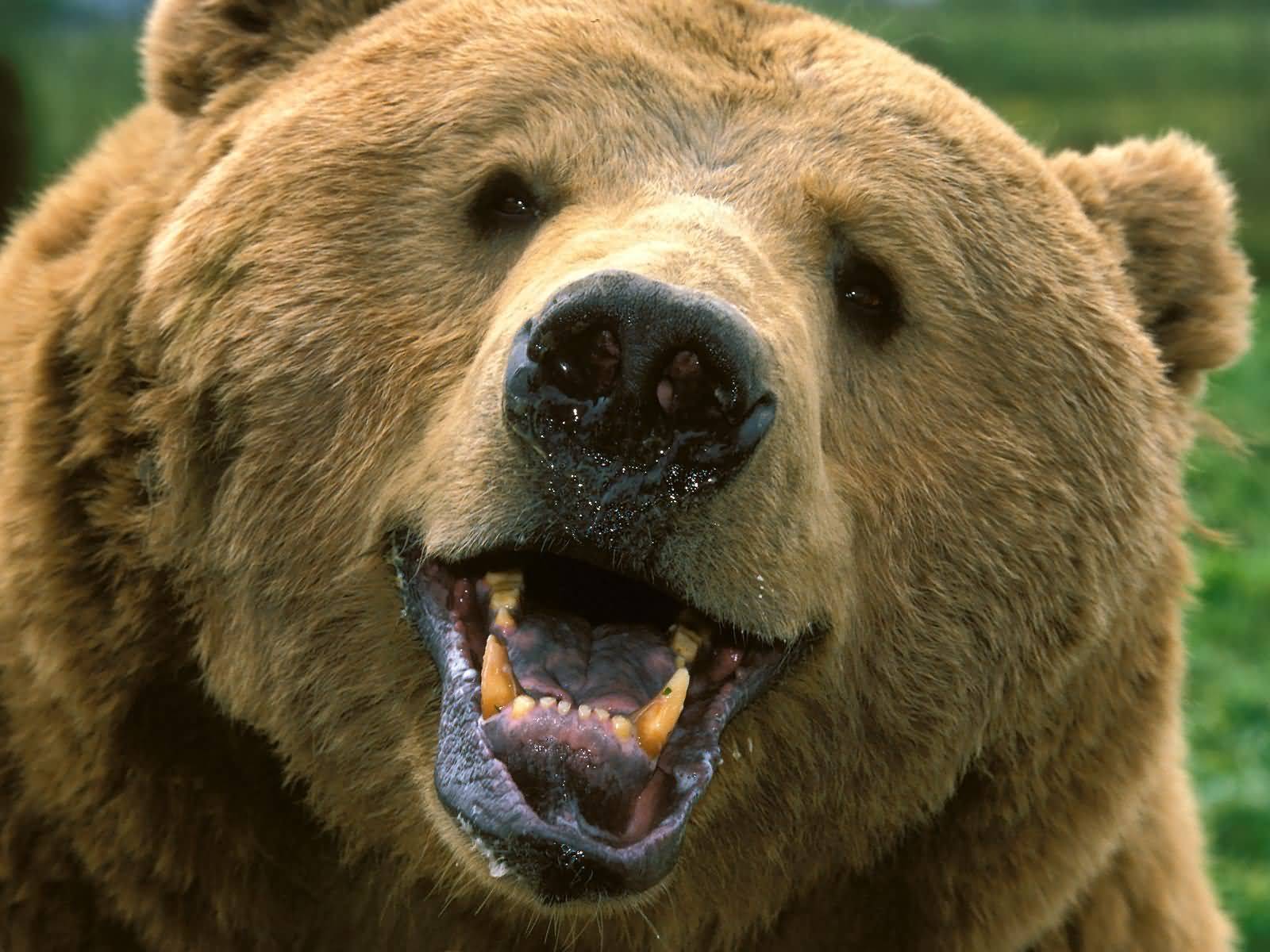 bear, animal, bears Free Stock Photo