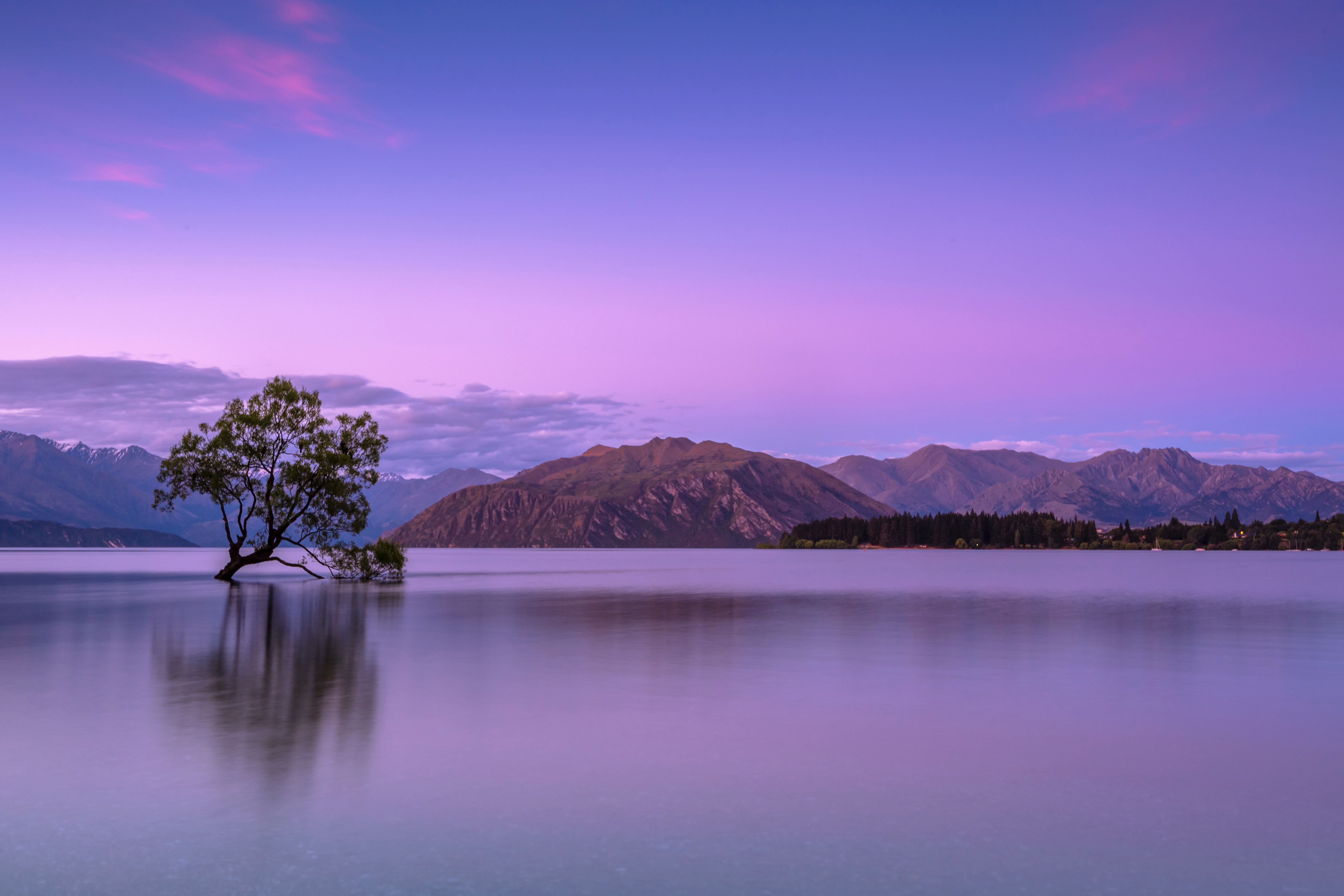 Download mobile wallpaper New Zealand, Tree, Earth, Lake Wānaka for free.