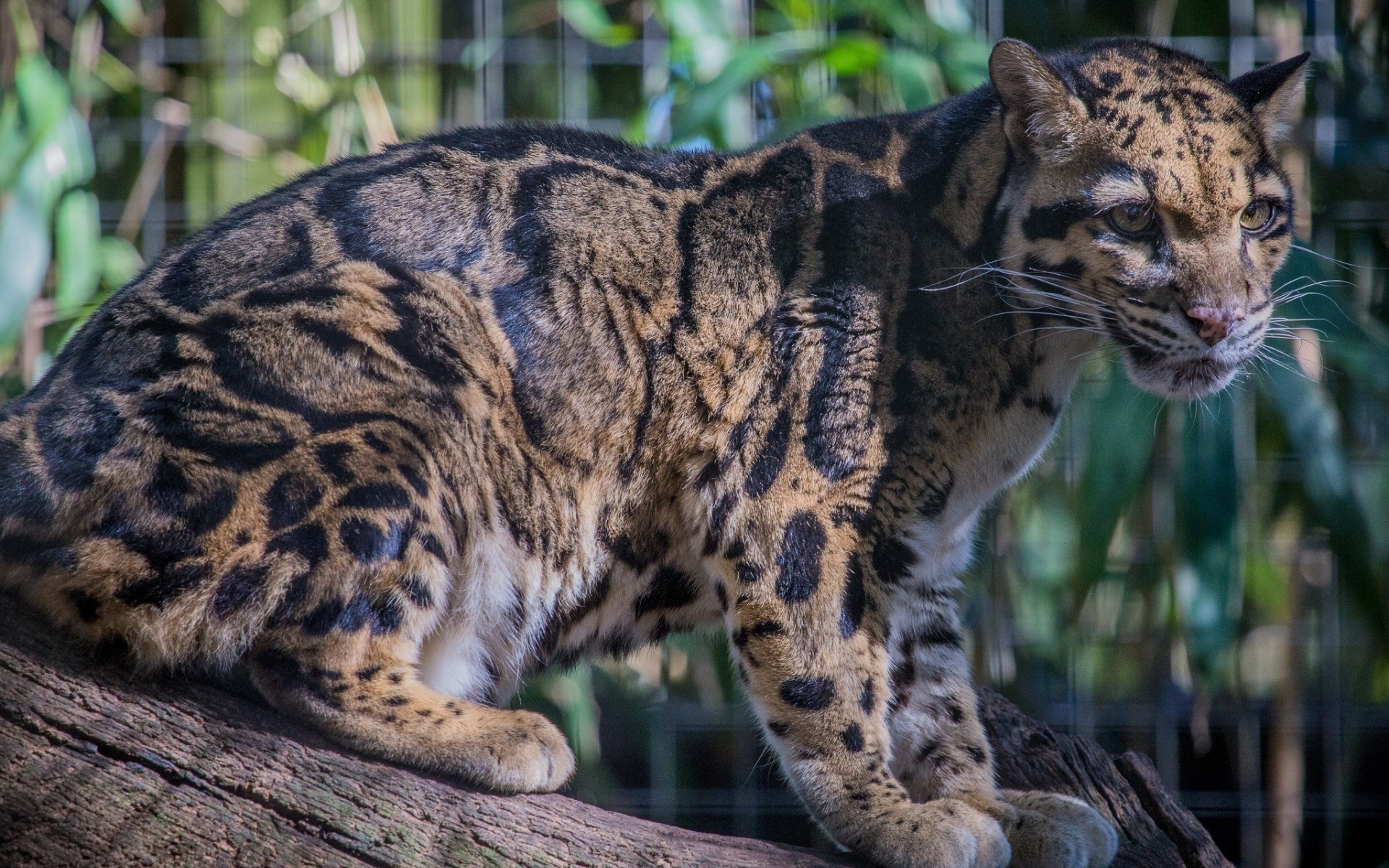 clouded leopard, animal, cat, wildcat, cats HD wallpaper