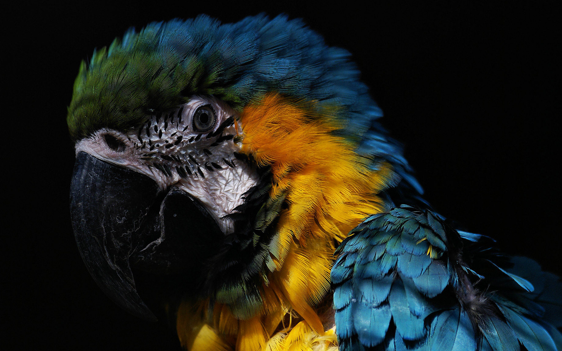 animal, blue and yellow macaw, birds iphone wallpaper