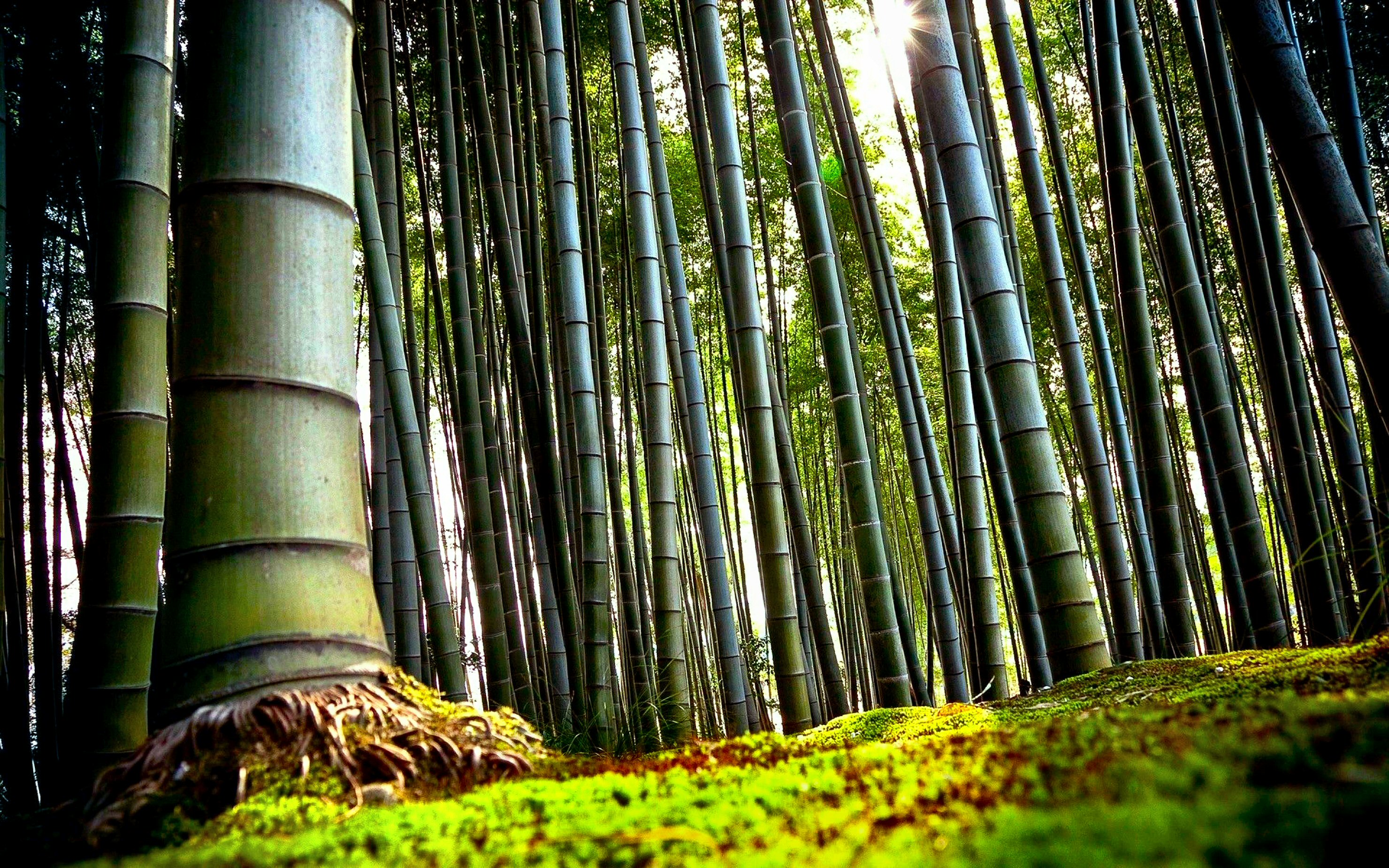 564212 Bild herunterladen erde/natur, bambus, wald, natur, baum - Hintergrundbilder und Bildschirmschoner kostenlos