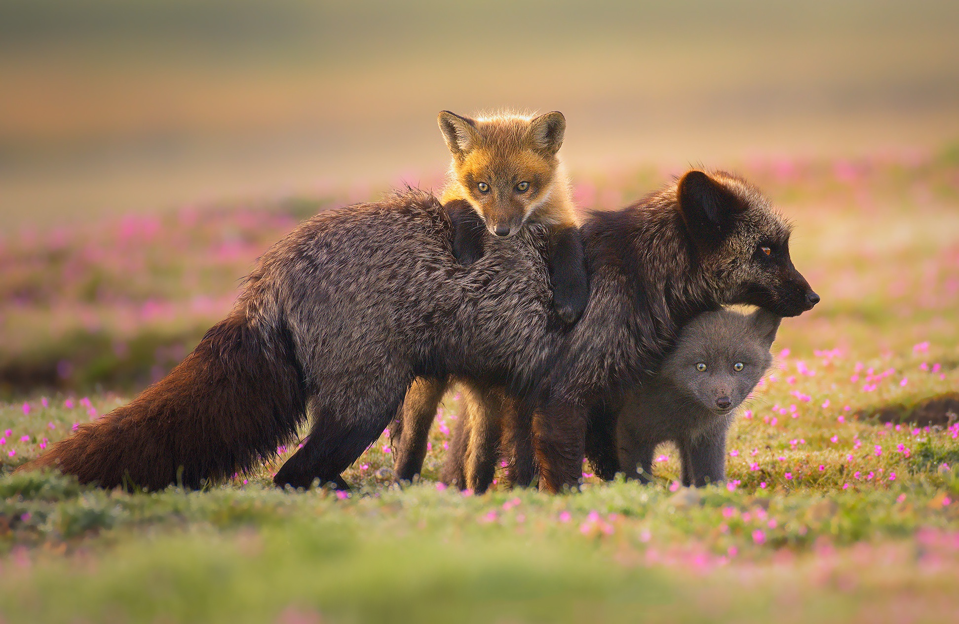 Чернобурая лисица с лисятами