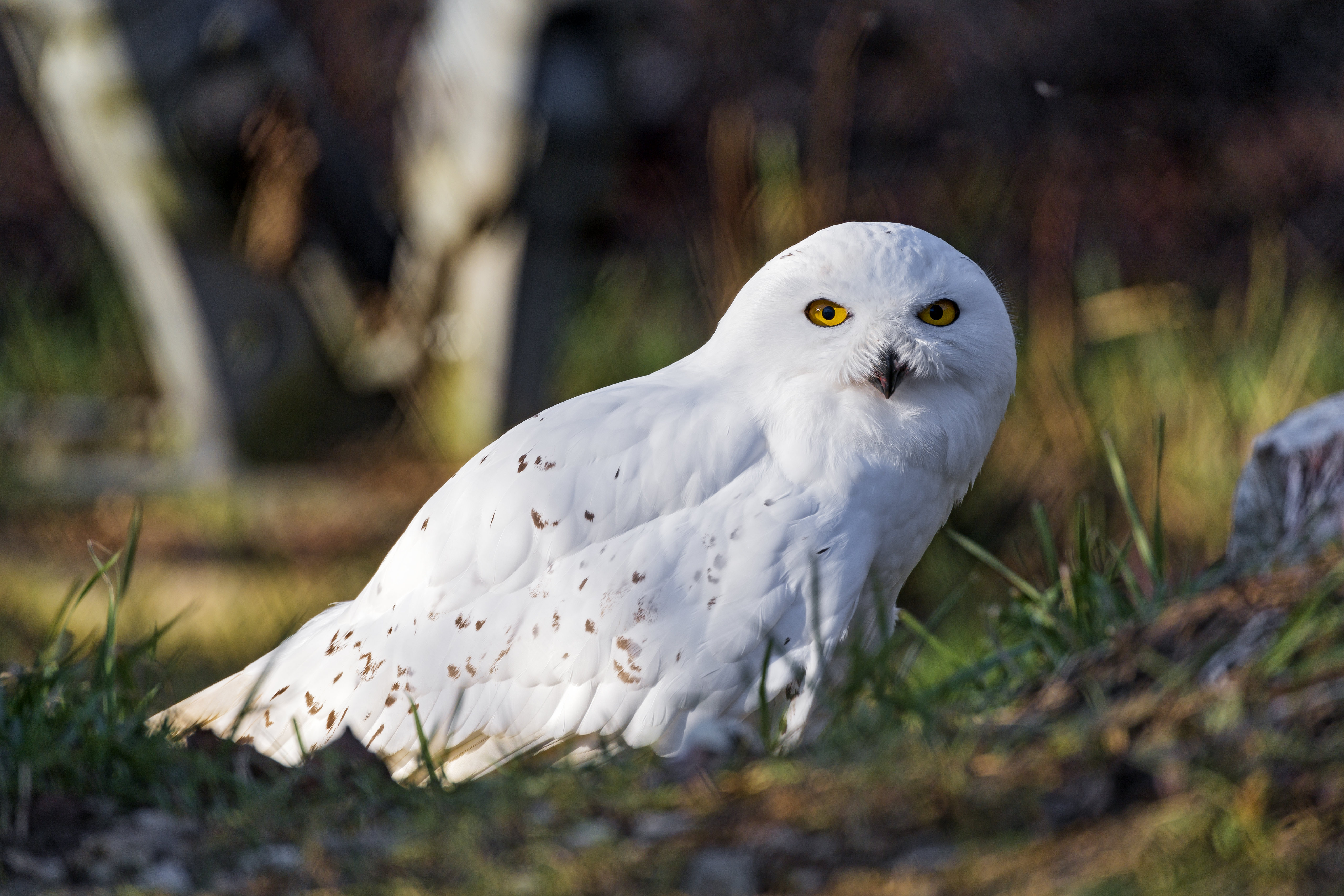 Free HD White Owl