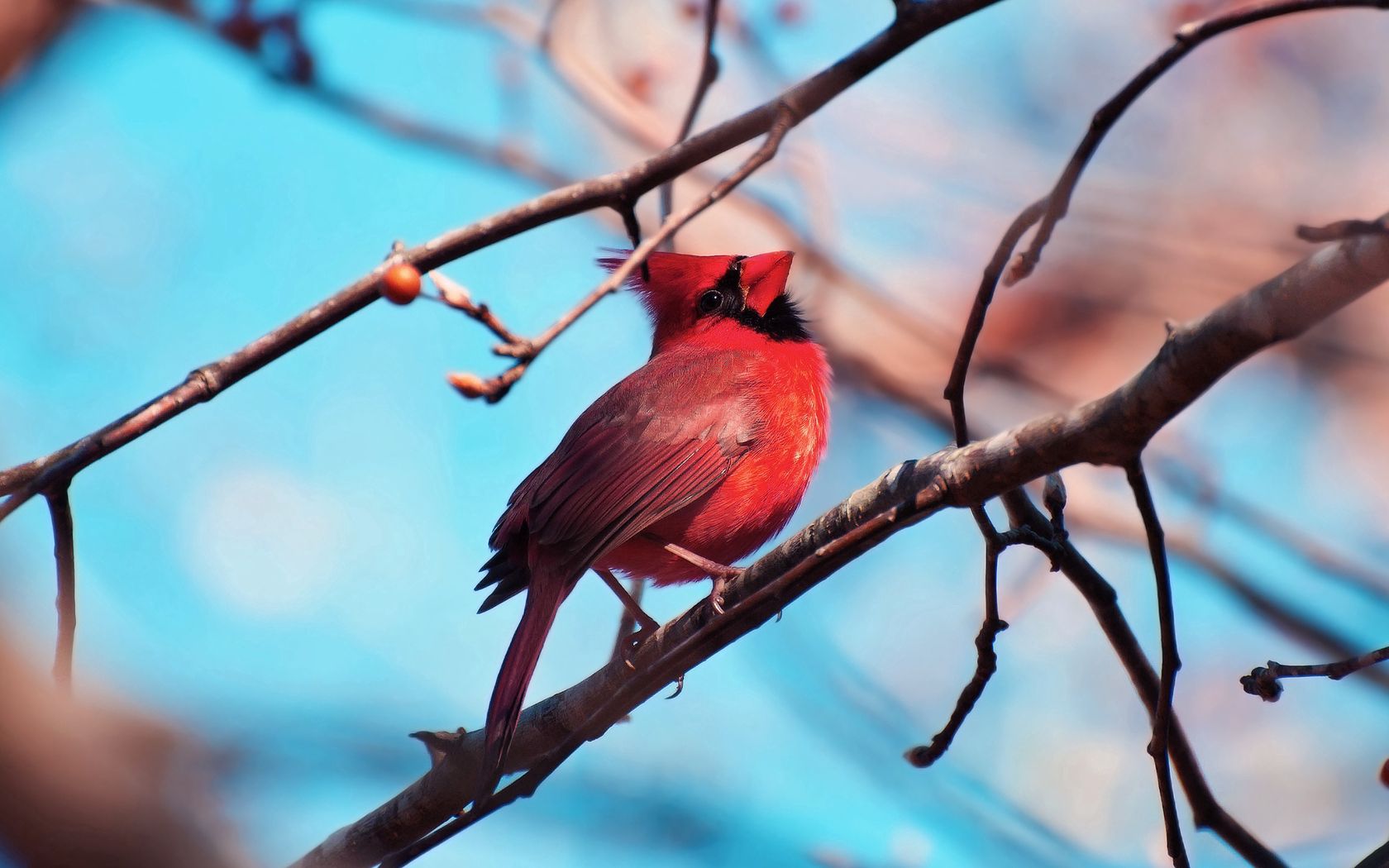color, animals, bird, wood, sit, tree, branch, red cardinal 8K