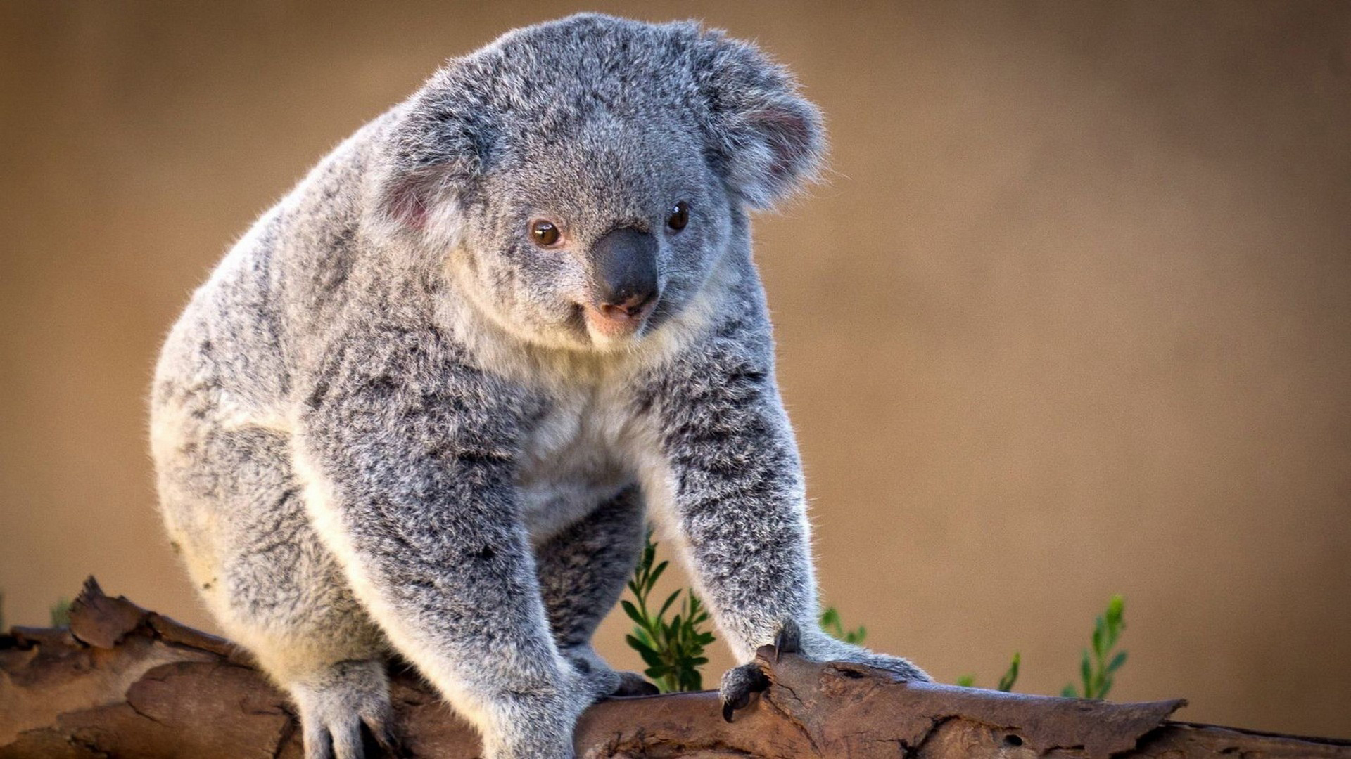 48484 baixar papel de parede animais, koalas - protetores de tela e imagens gratuitamente