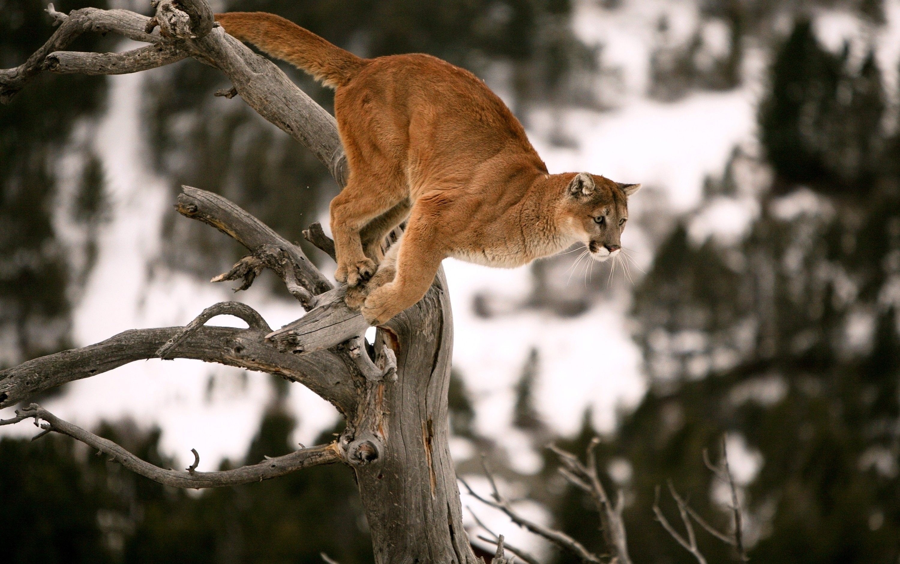 Download mobile wallpaper Animals, Bounce, Jump, Branches, Wood, Tree, Puma for free.