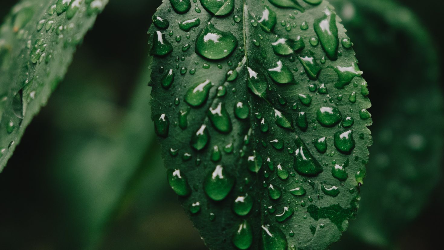 Comes natural. Листочек на воде. Картинки вода листья капли. Капли Бога (Drops of God). Rain nature.