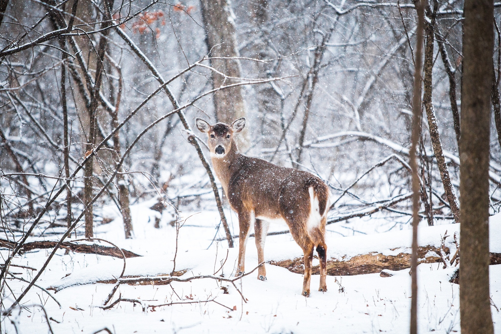 免费下载动物, 树, 森林, 降雪, 鹿手机壁纸。