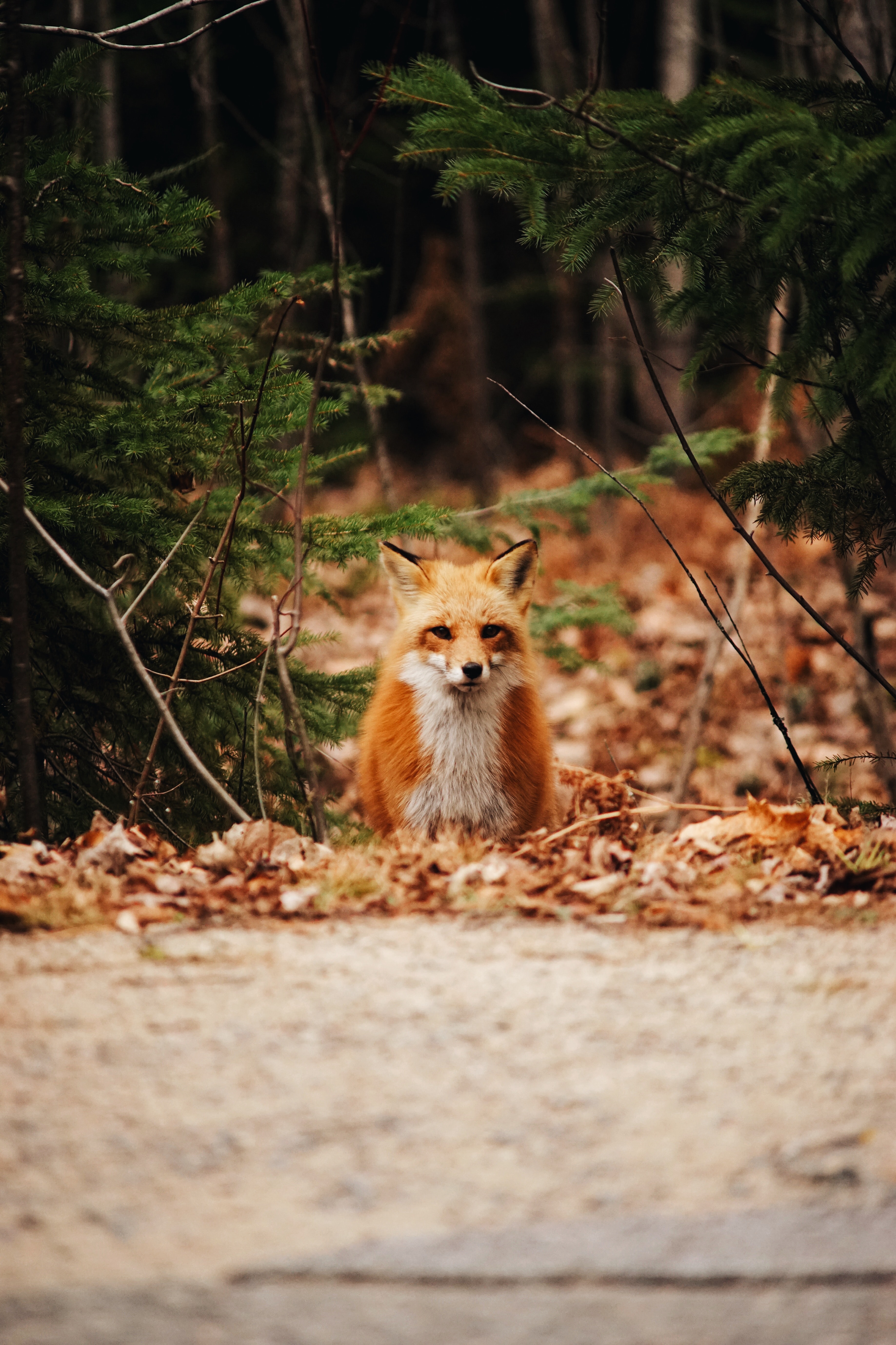 Download mobile wallpaper Autumn, Predator, Animals, Forest, Leaves, Fox for free.