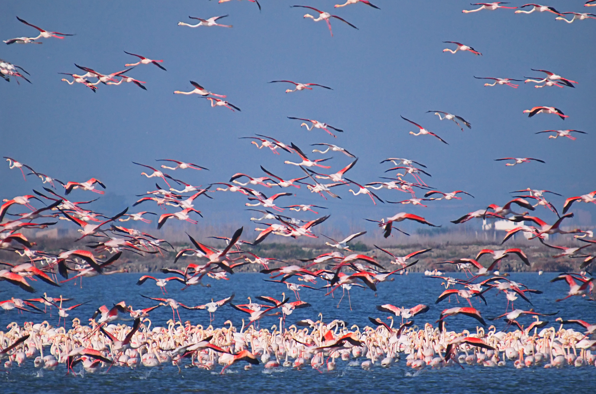 Куча птиц. Кургальджино озеро розовый Фламинго. Миграция Фламинго. Фламинго мигрируют. Полет стаи Фламинго.