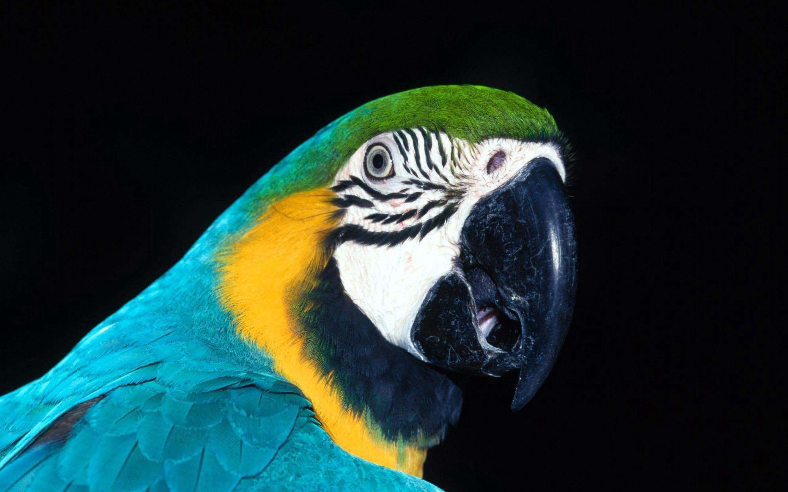 在您的 PC 桌面上免費下載 动物, 鹦鹉, 鸟, 喙, 克柳夫, 颜色, 着色 圖片