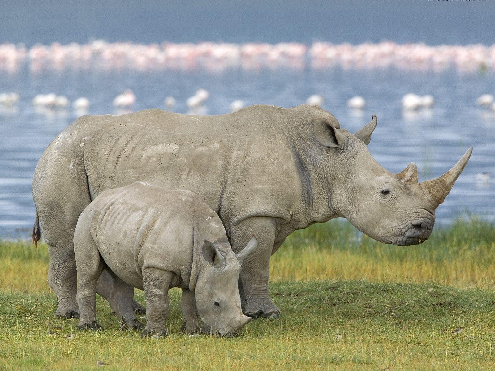 283994 скачать картинку носорог, животные - обои и заставки бесплатно