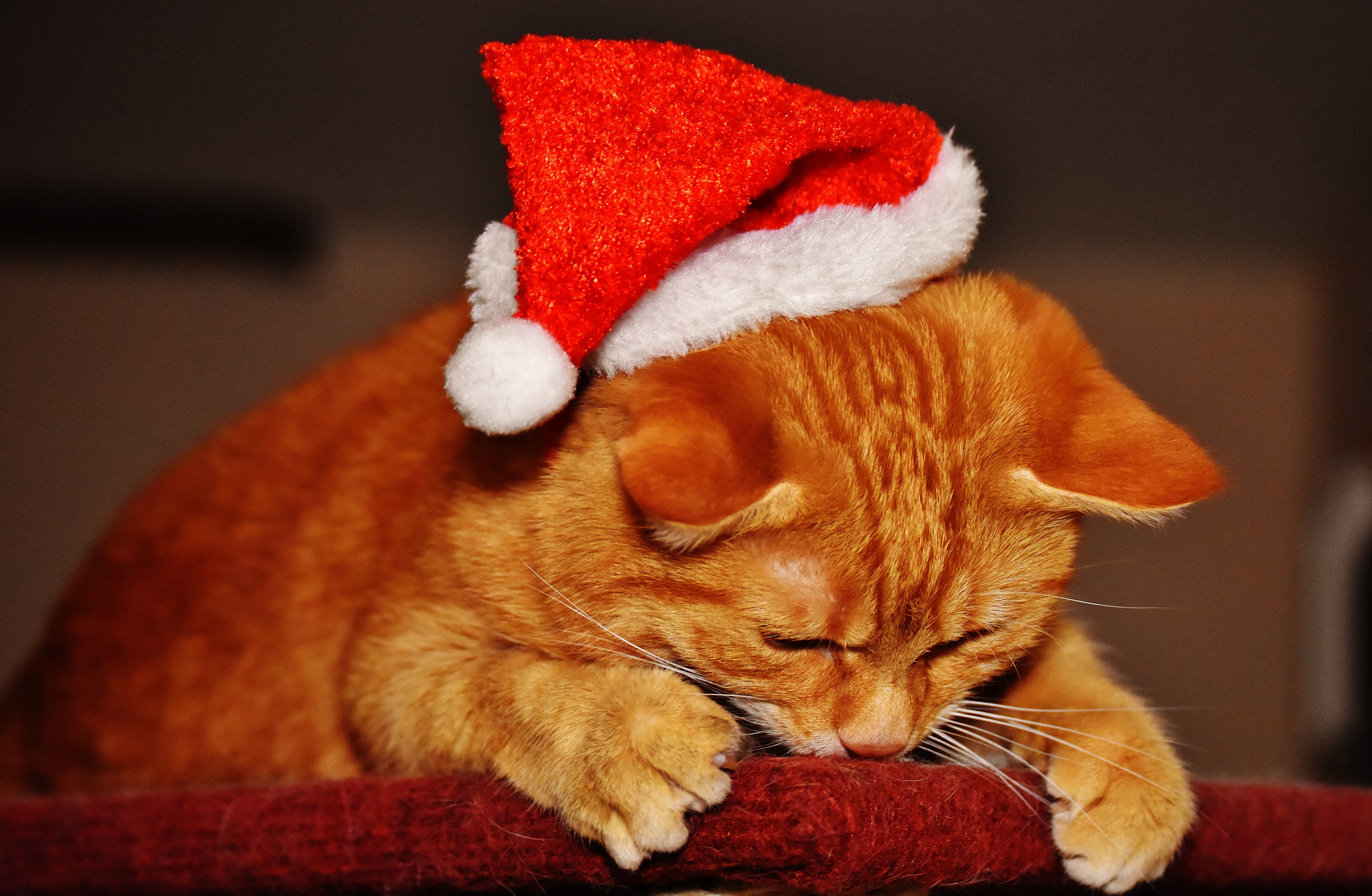 Download mobile wallpaper Cap, Animals, New Year, Santa Claus, Cat for free.
