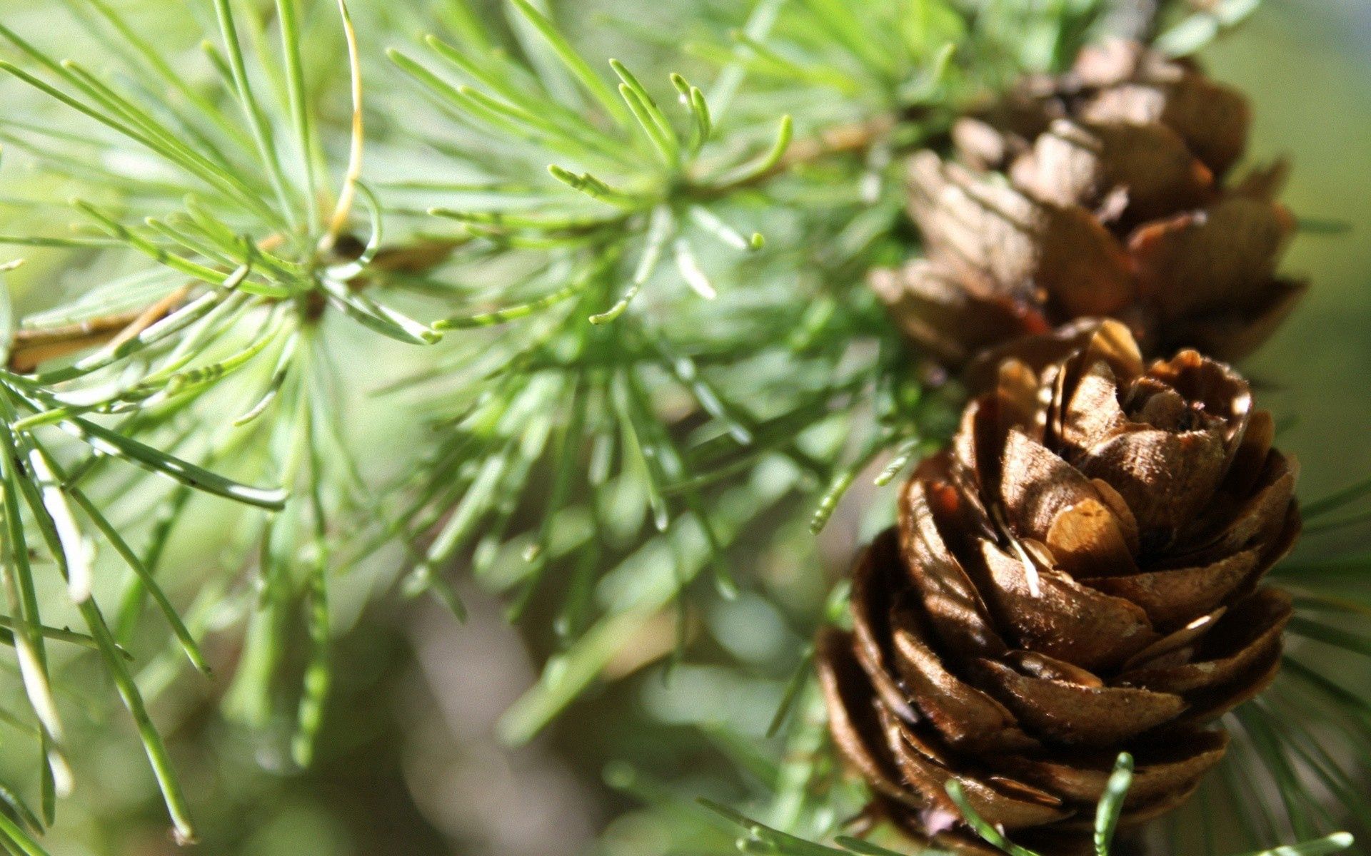 Download mobile wallpaper Tree, Wood, Spruce, Fir, Cones, Shadow, Macro for free.