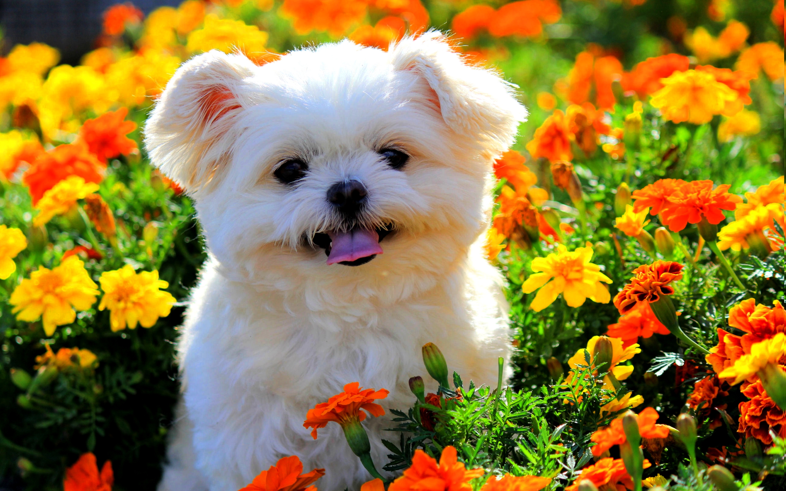 shih tzu, animal, dog, flower, marigold, puppy, dogs HD wallpaper